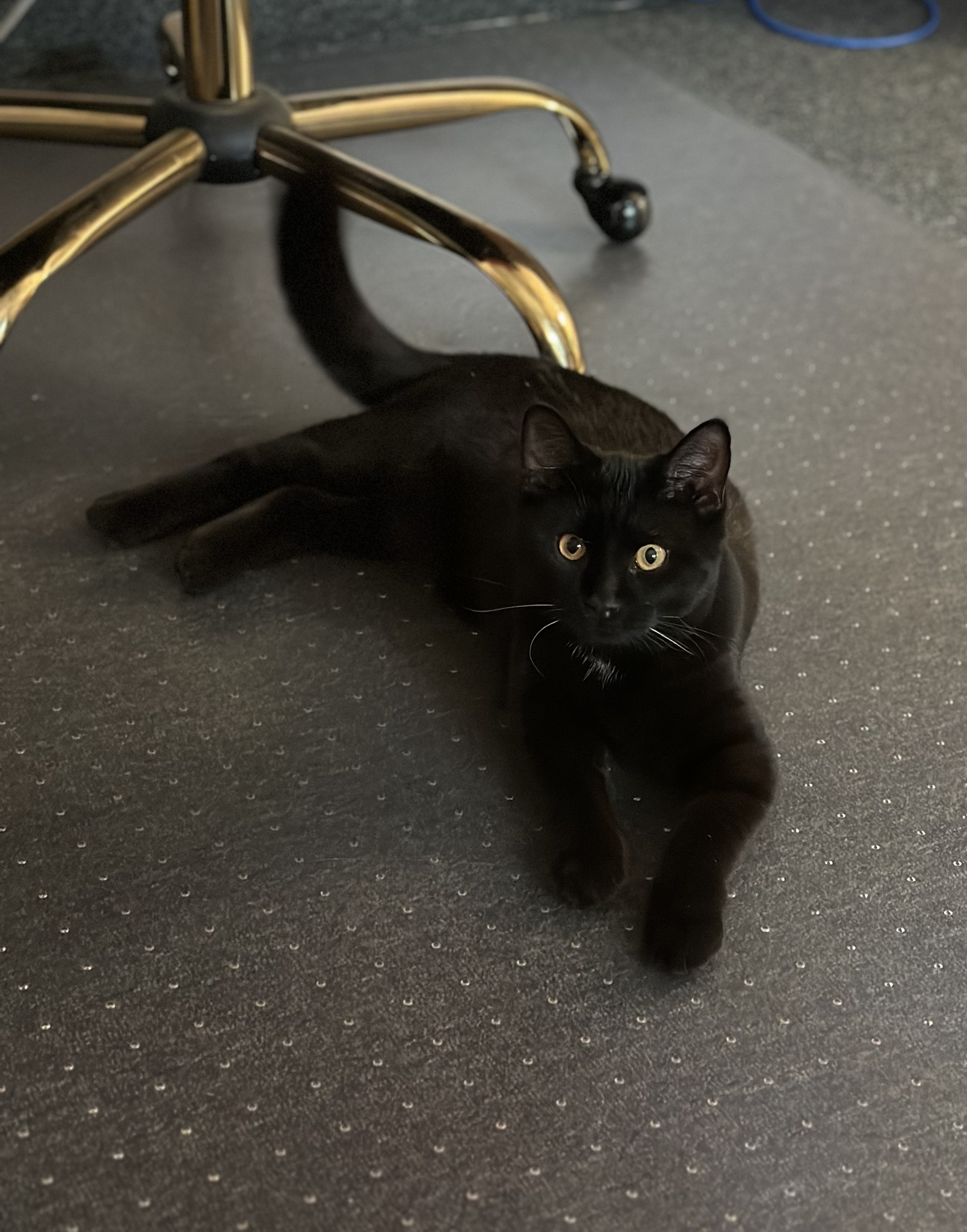 Tommy's Unexpected Visit to My Wife's Office...