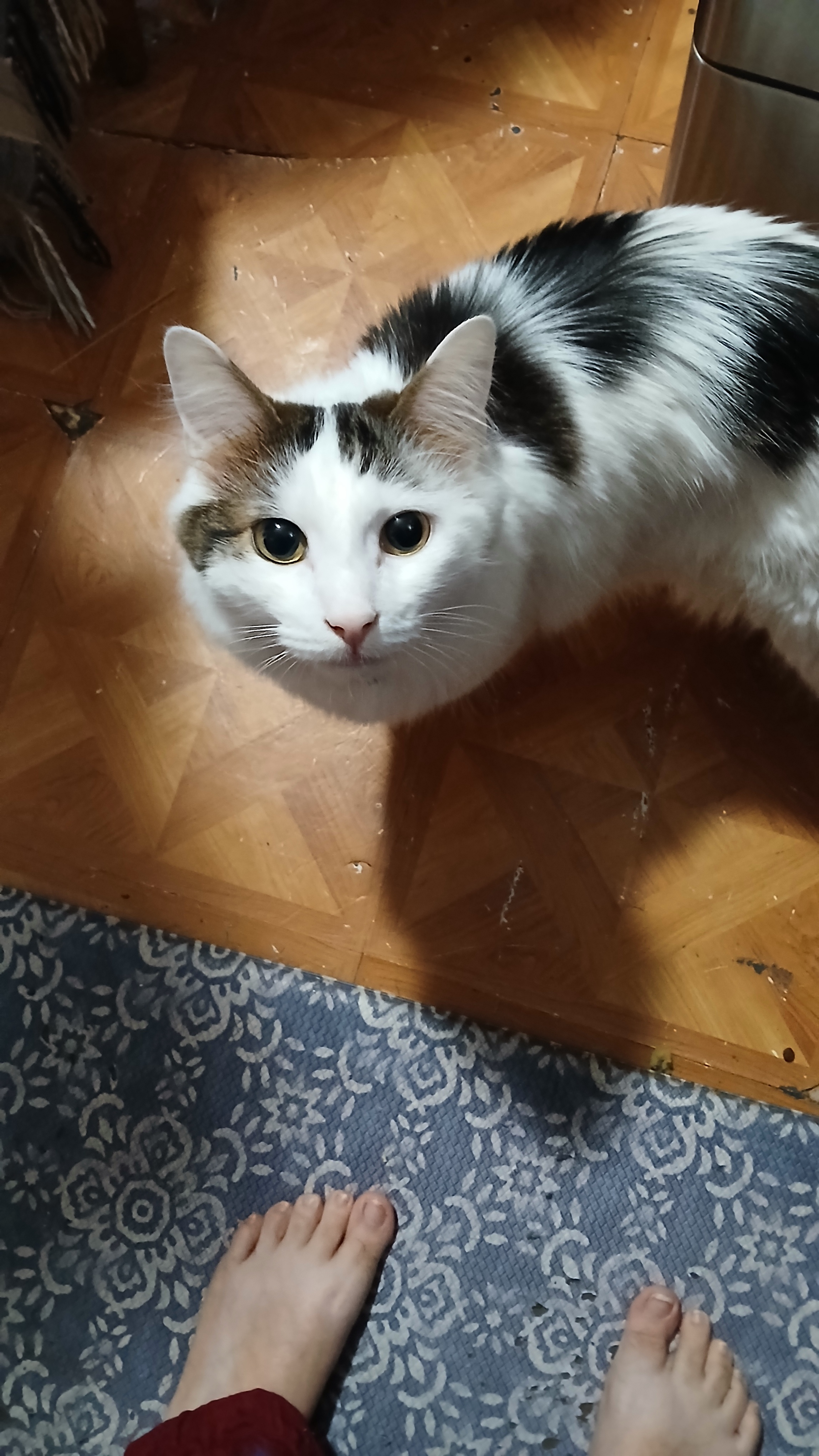 Those captivating eyes are mesmerizing.