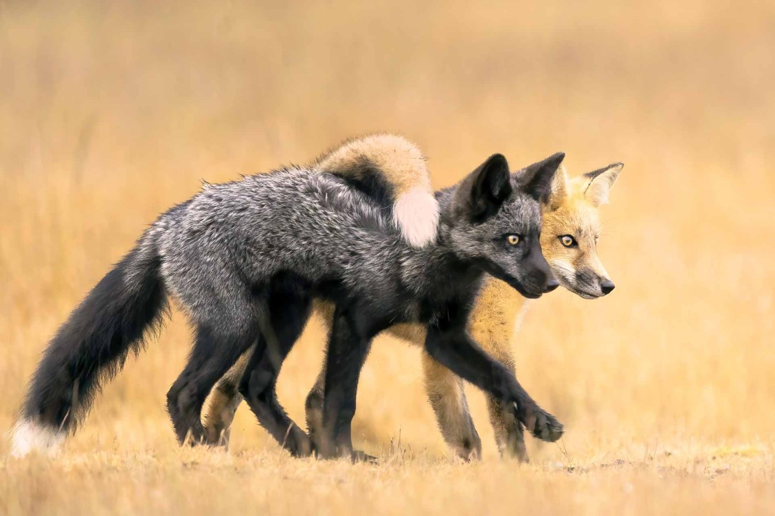 Stunning images from the Nature Photographer of the Year 2024 competition!