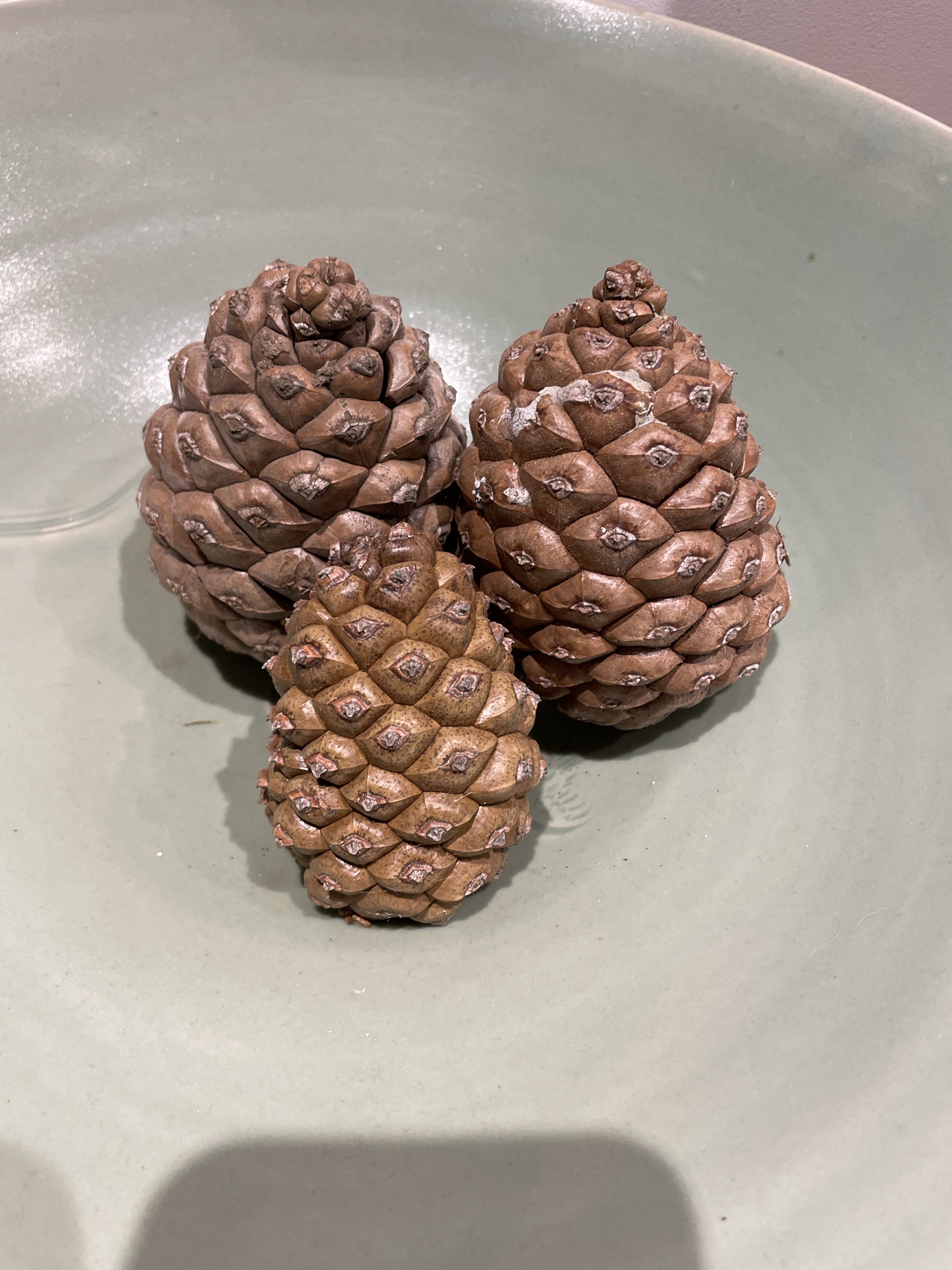 Harvested from Our Garden's Pine Tree: Nature's Bounty