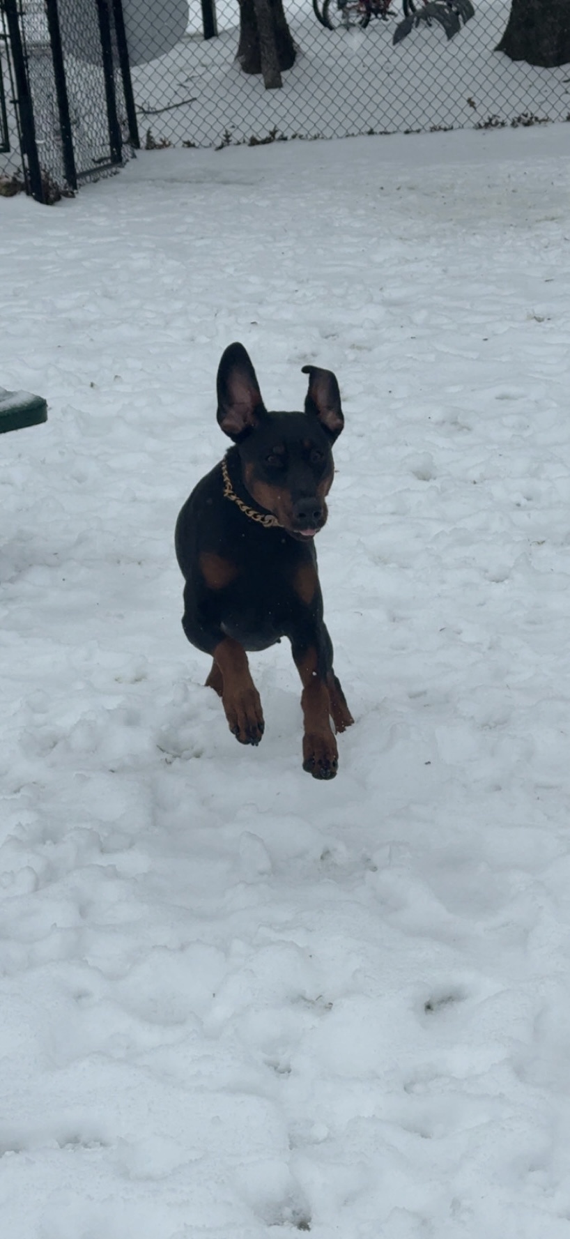 Eris Having a Blast in the Texas Snow