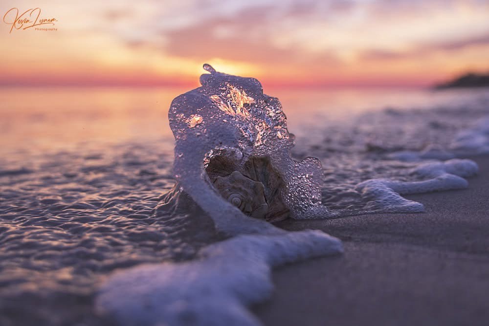 A beautiful seashell discovery
