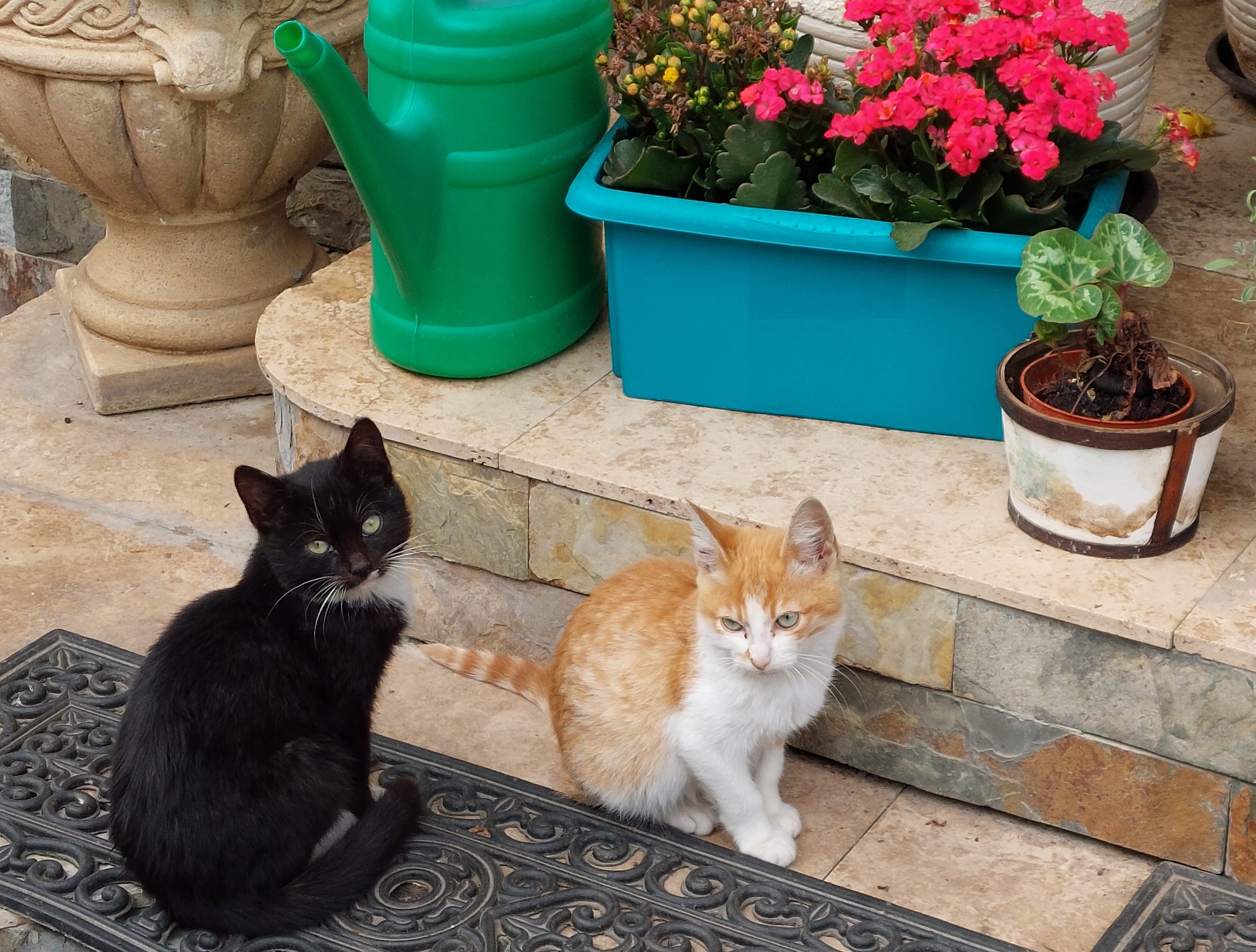 Adorable Kitty Cuteness Overload