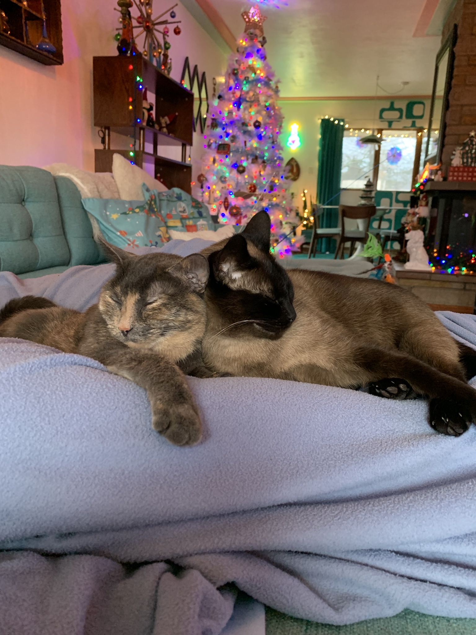Warm Holiday Wishes from Dobby and Luna!