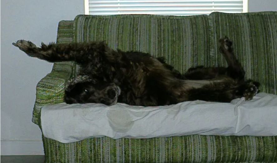 The unique charm of the Irish Setter Position