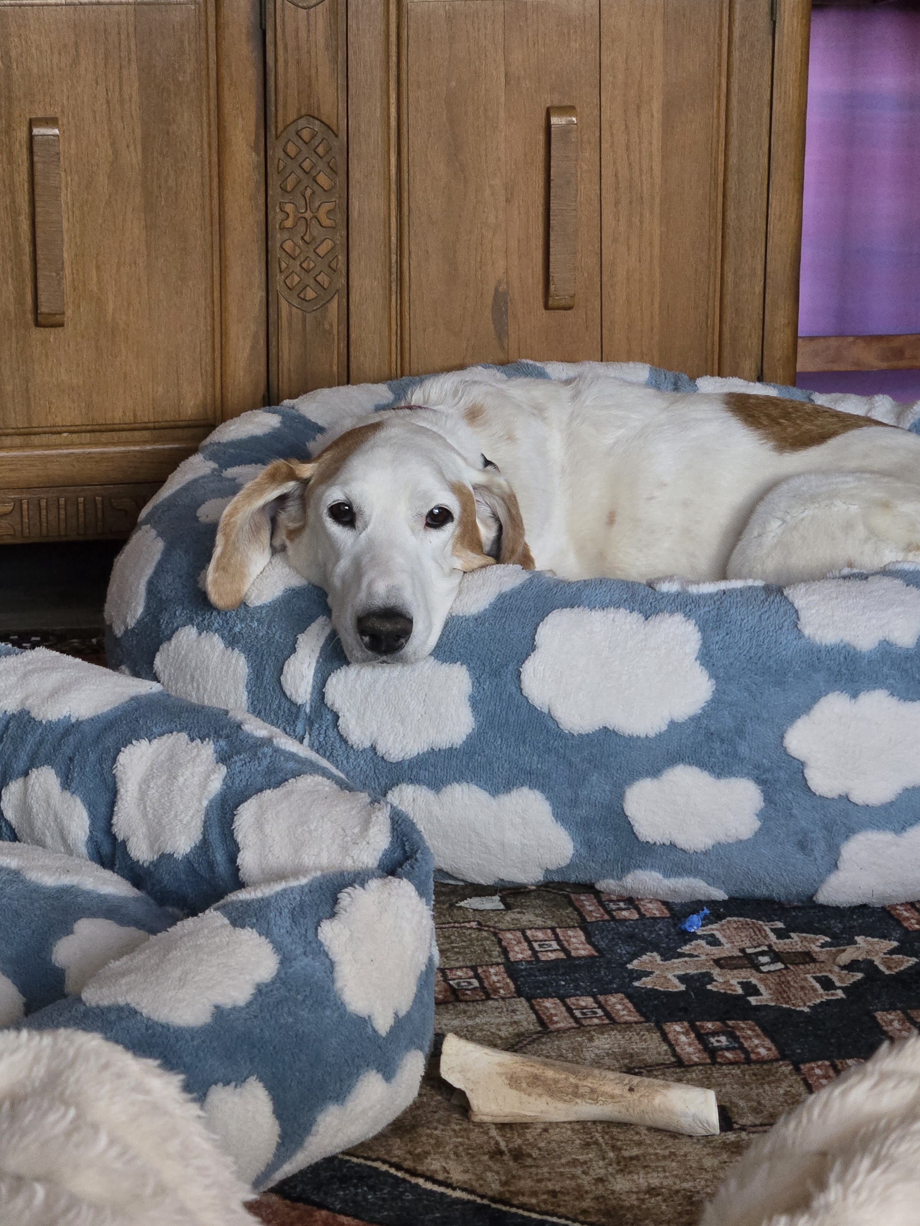 New Beds Bring Joy to This Girl