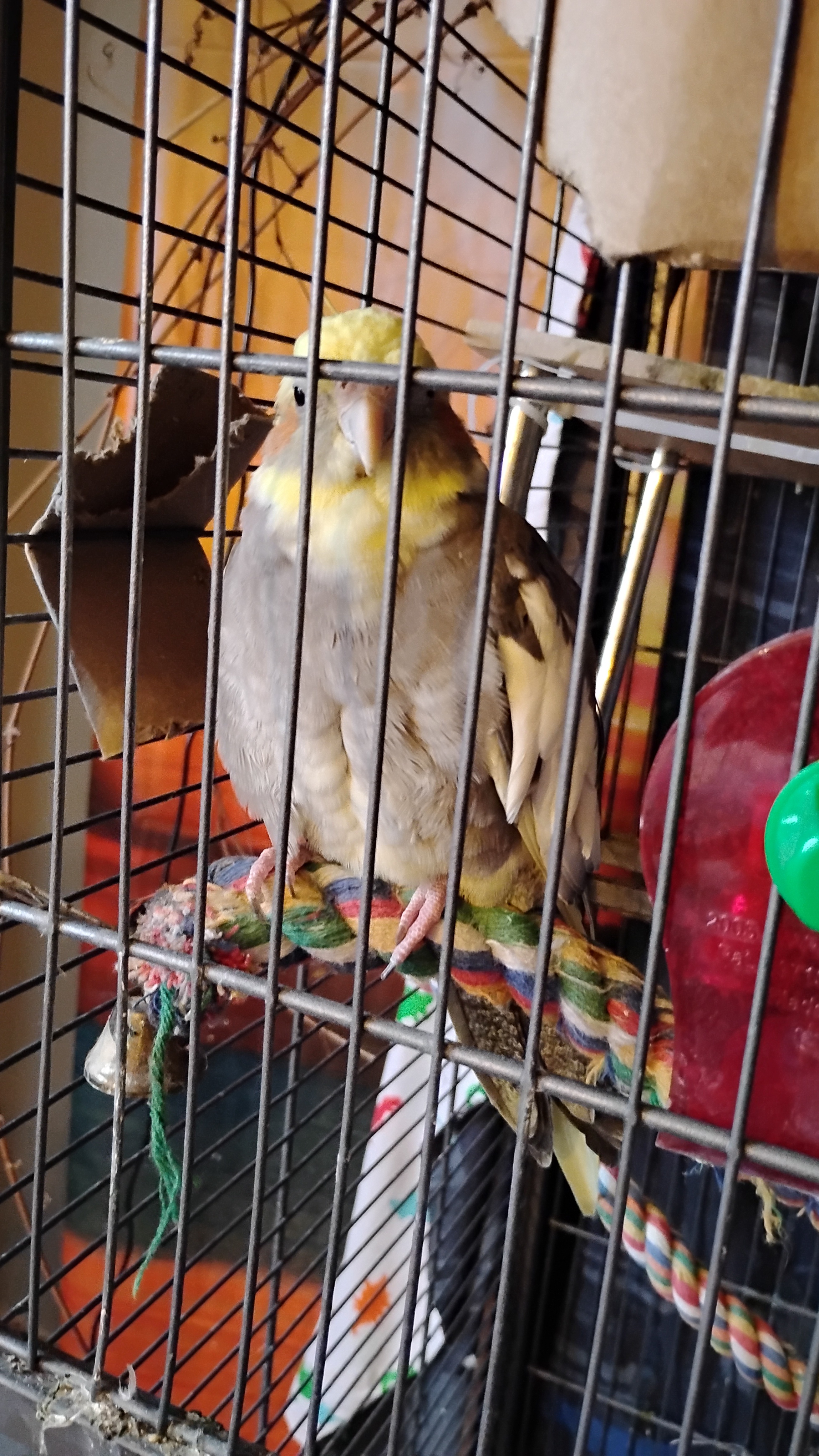 Meet Jackie: Your Daily Birdie Update