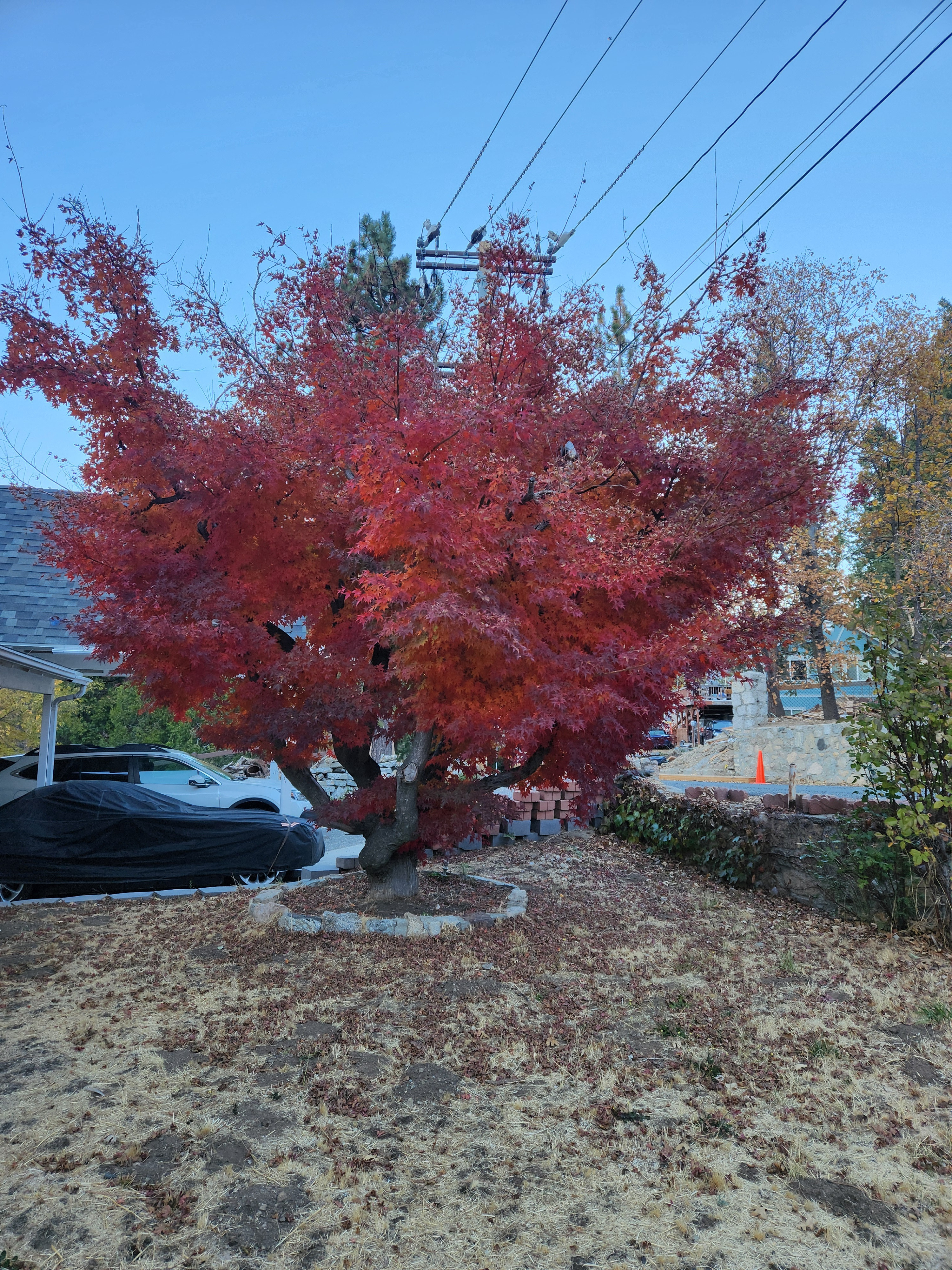 Our Japanese Maple in Full Splendor Before Its Winter Slumber