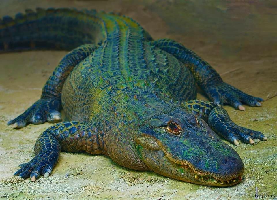Meet Gator: The Ultimate Swamp Companion
