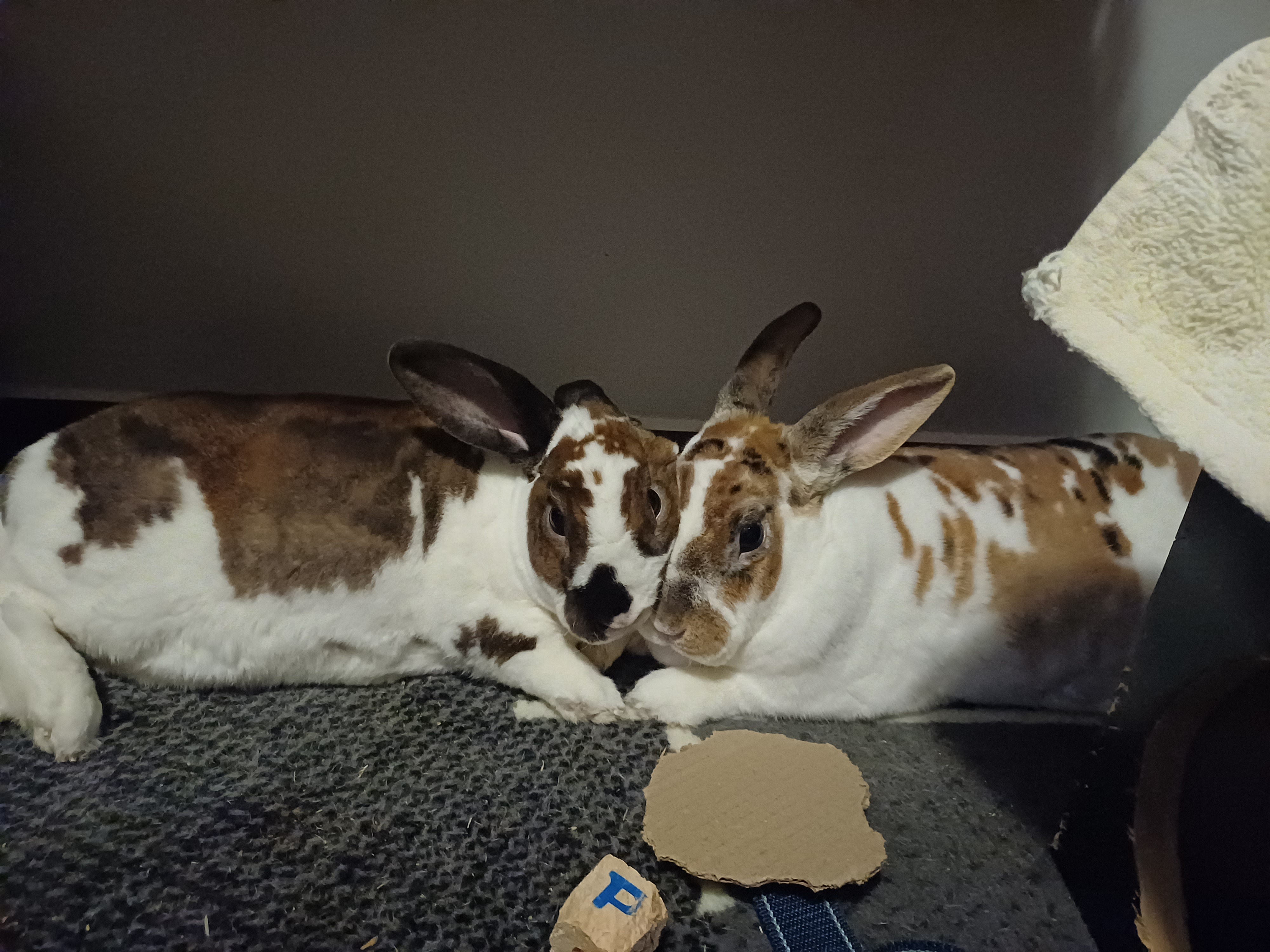 The Best Snapshot I've Captured of My Girls