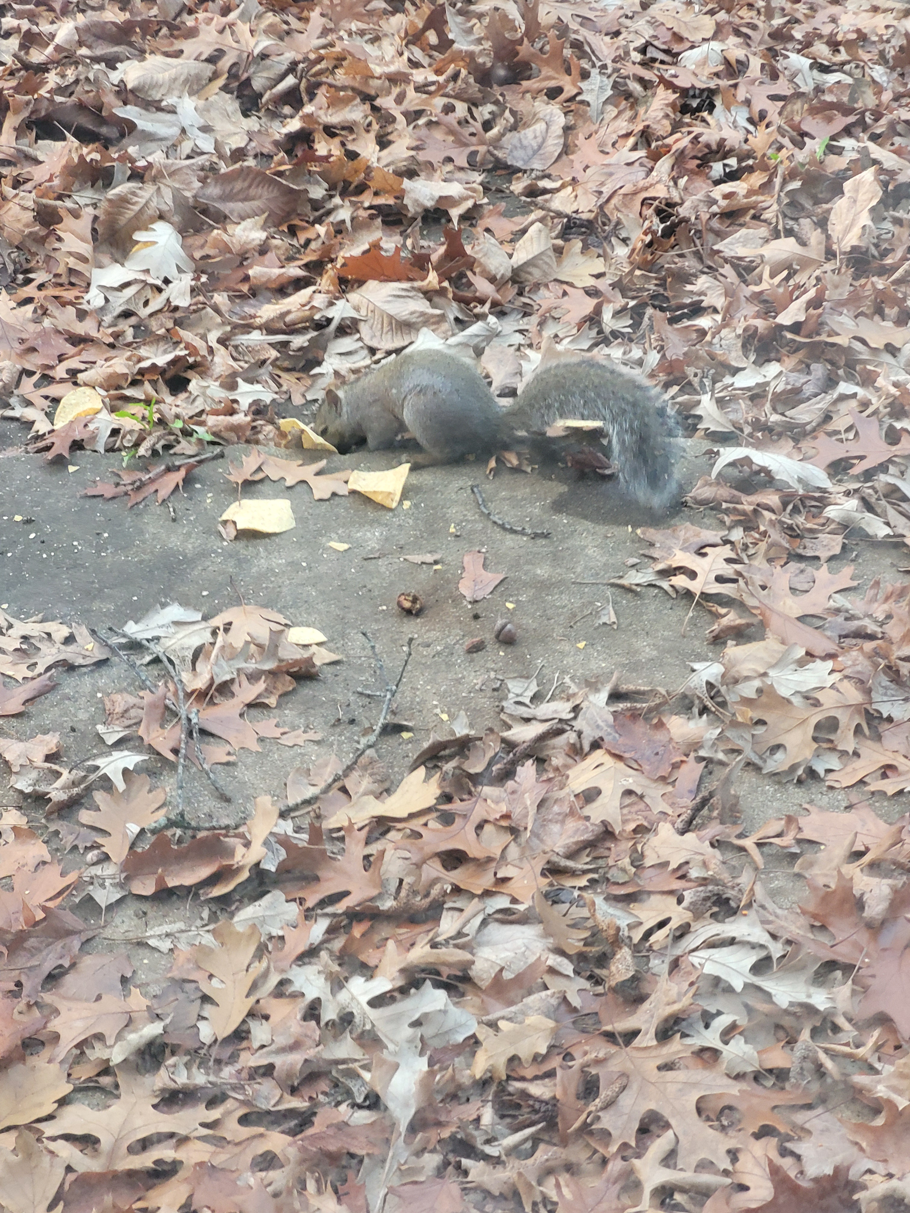More squirrels around means my cats have the best view!