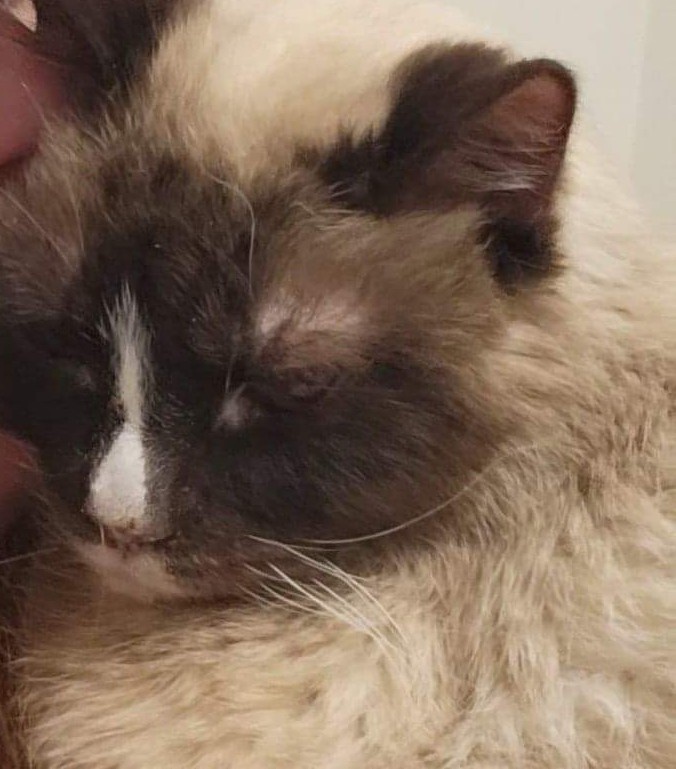 Farewell to the Beloved Cat
