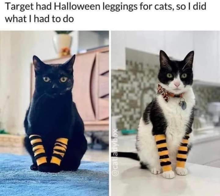 A Glimpse of Beauty: The Most Charming Cat