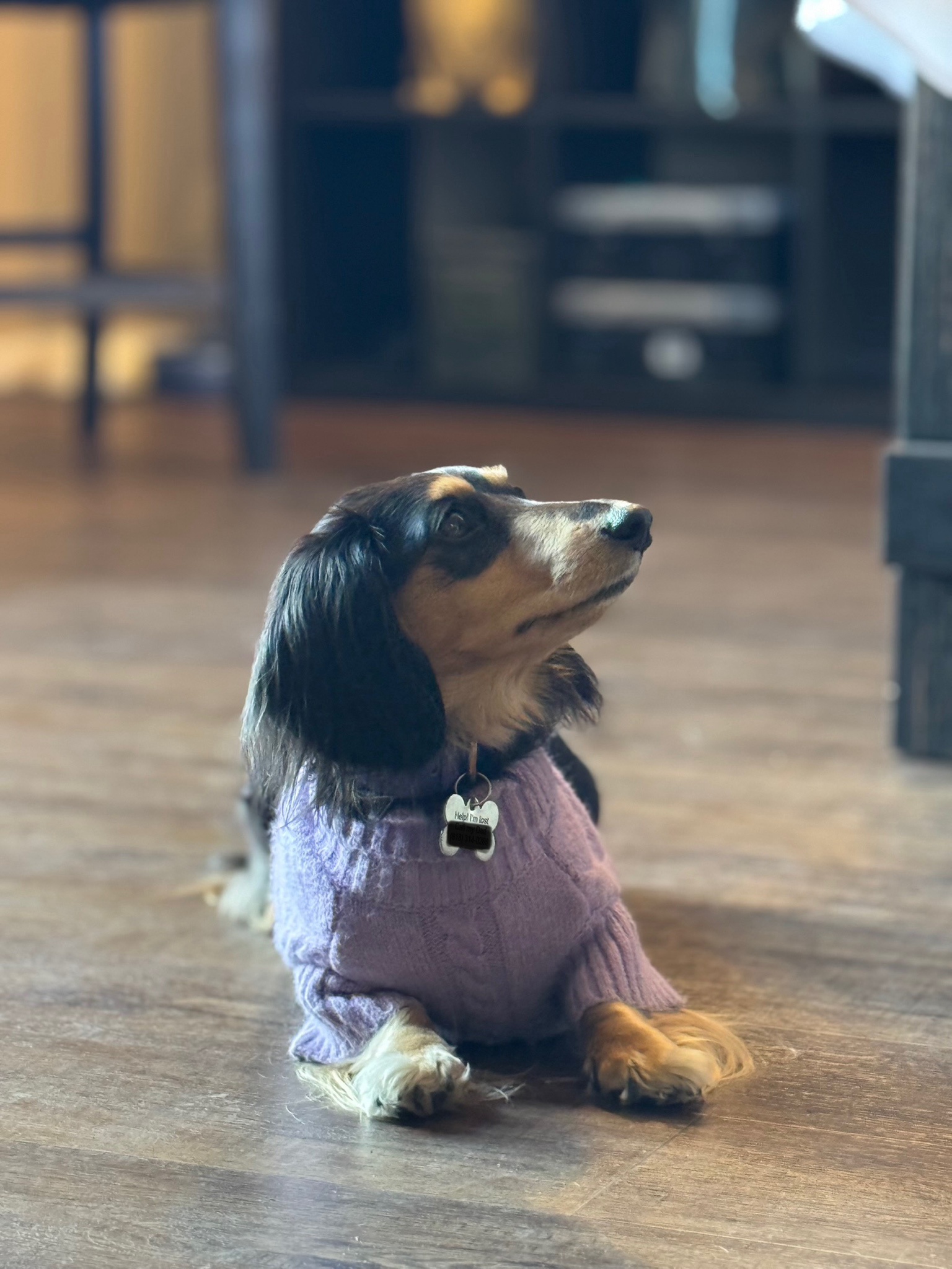Meet Valkyrie, the adorable mini dachshund!