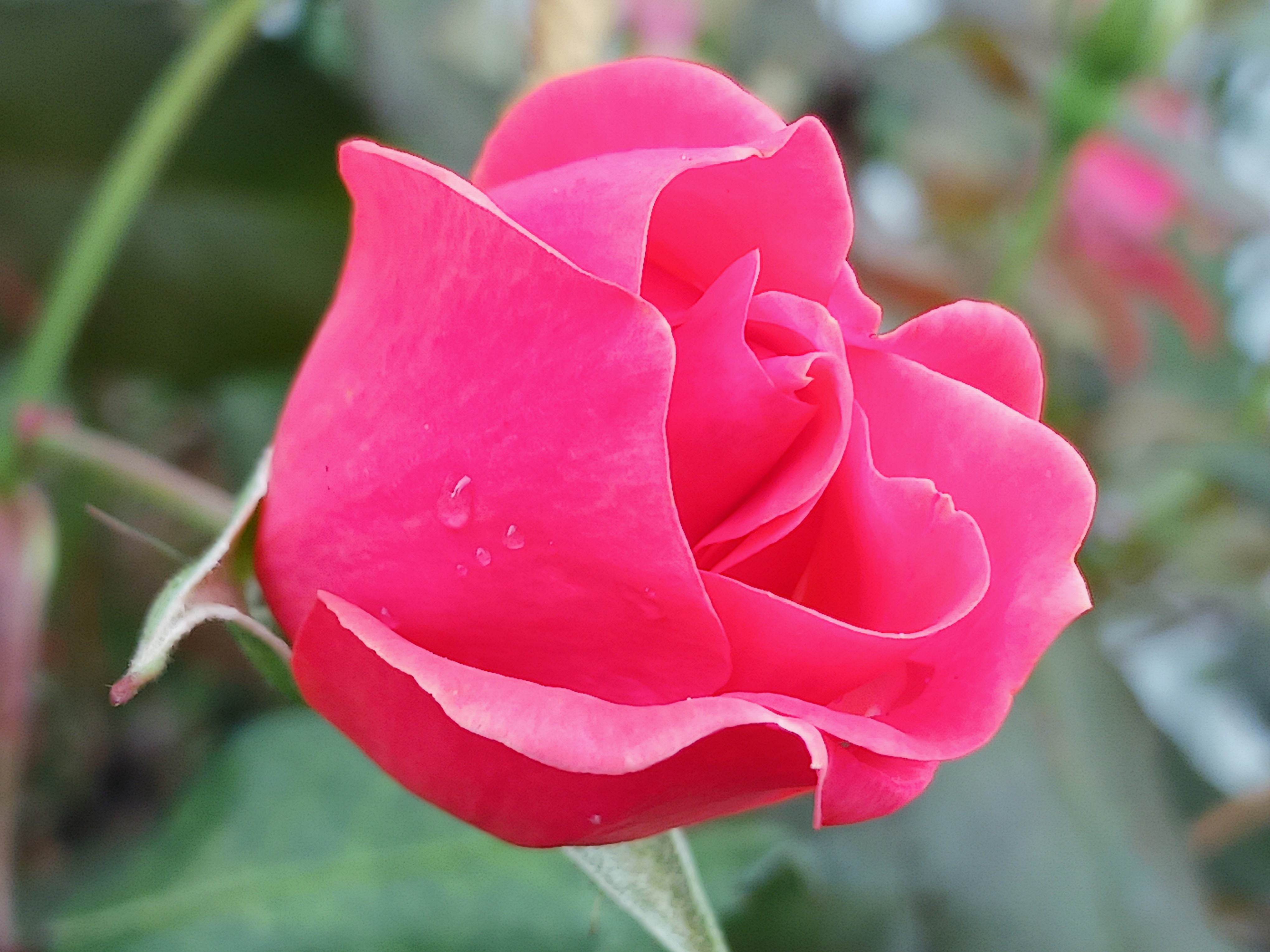 A Stunning Pink Rose Blooms