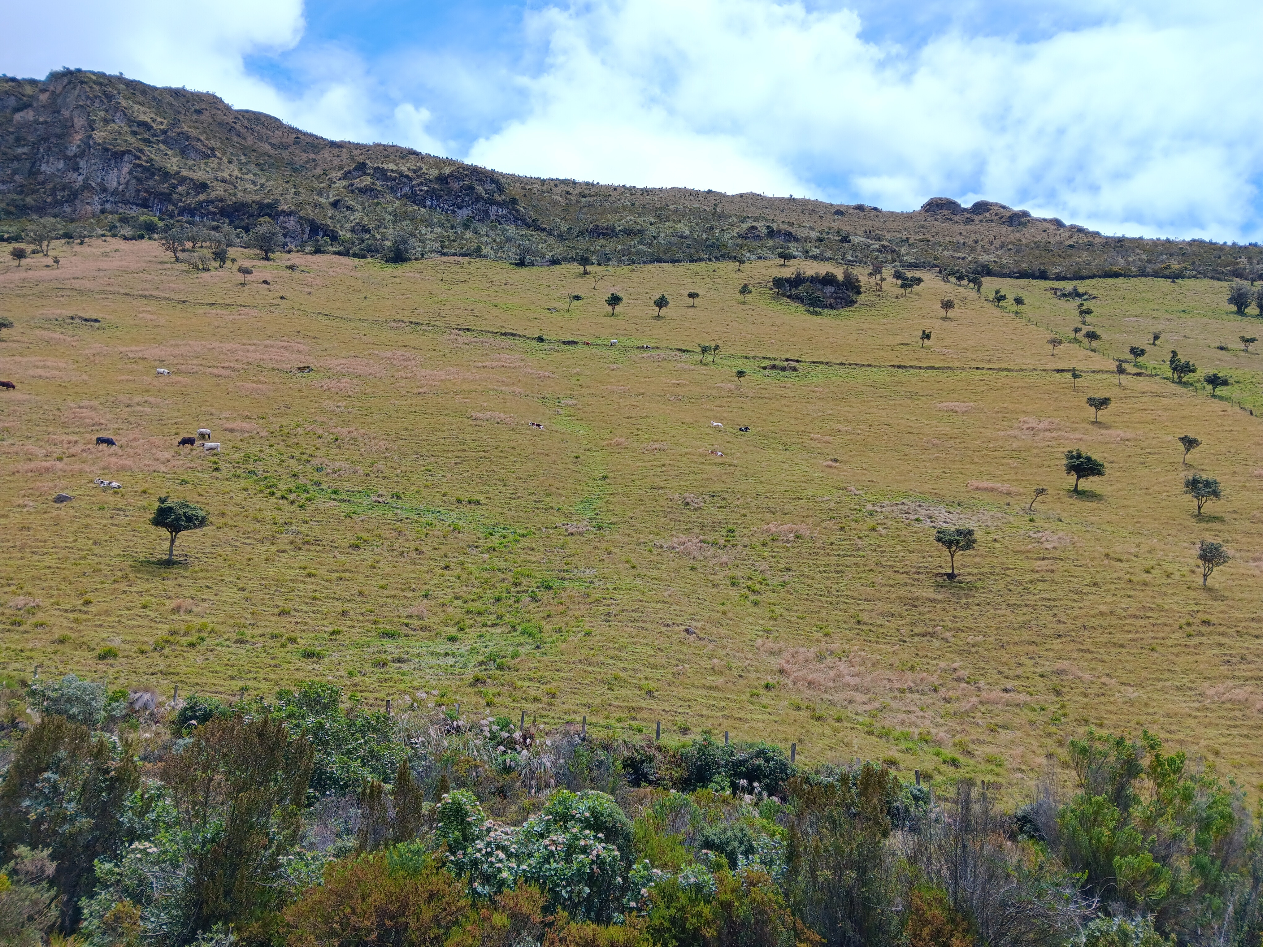 Exploring the enchanting beauty of Páramo landscapes