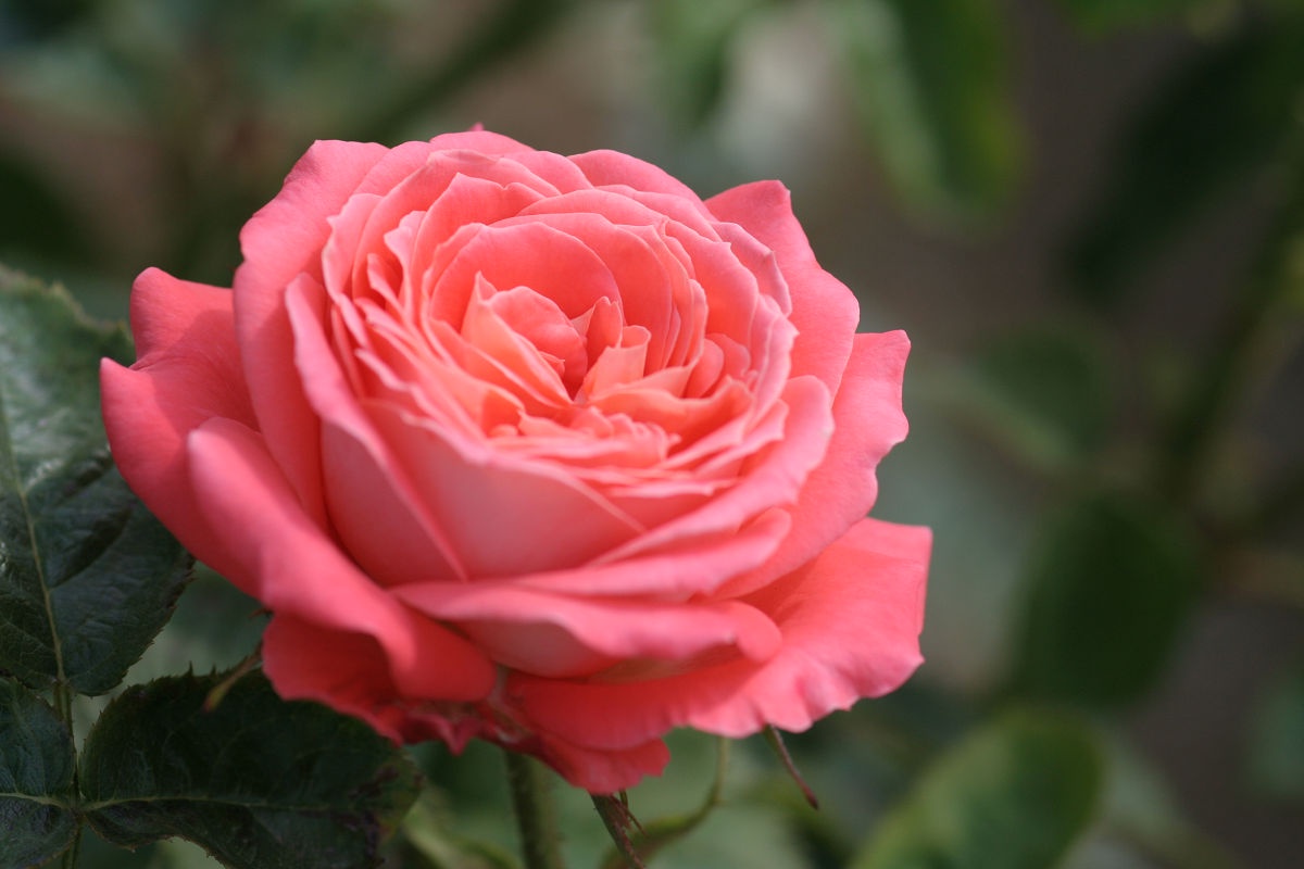 A Beautiful Day at the Yatsu Rose Garden in June 2013