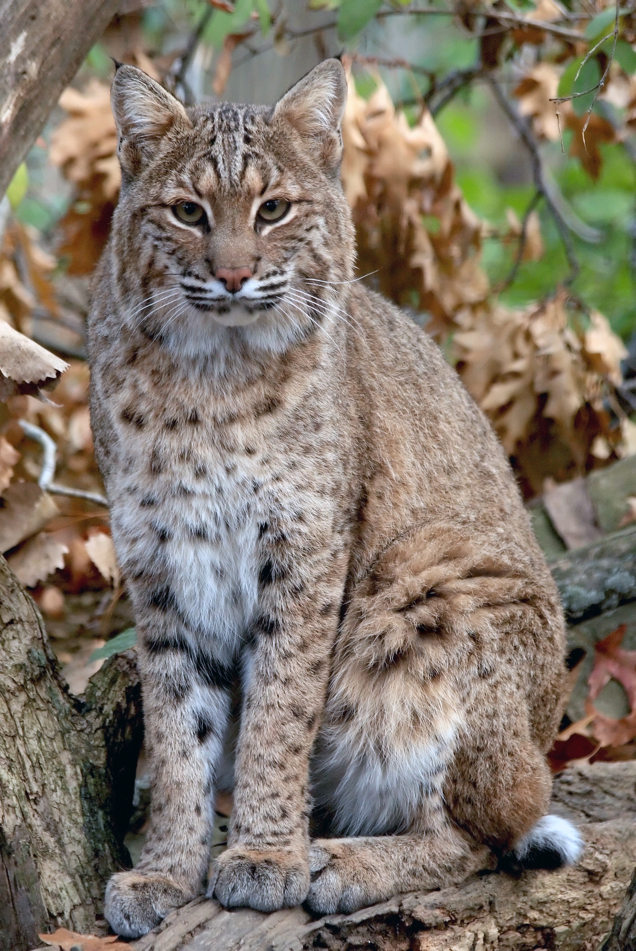 Wild and Wonderful: The Bobcats of the Wild