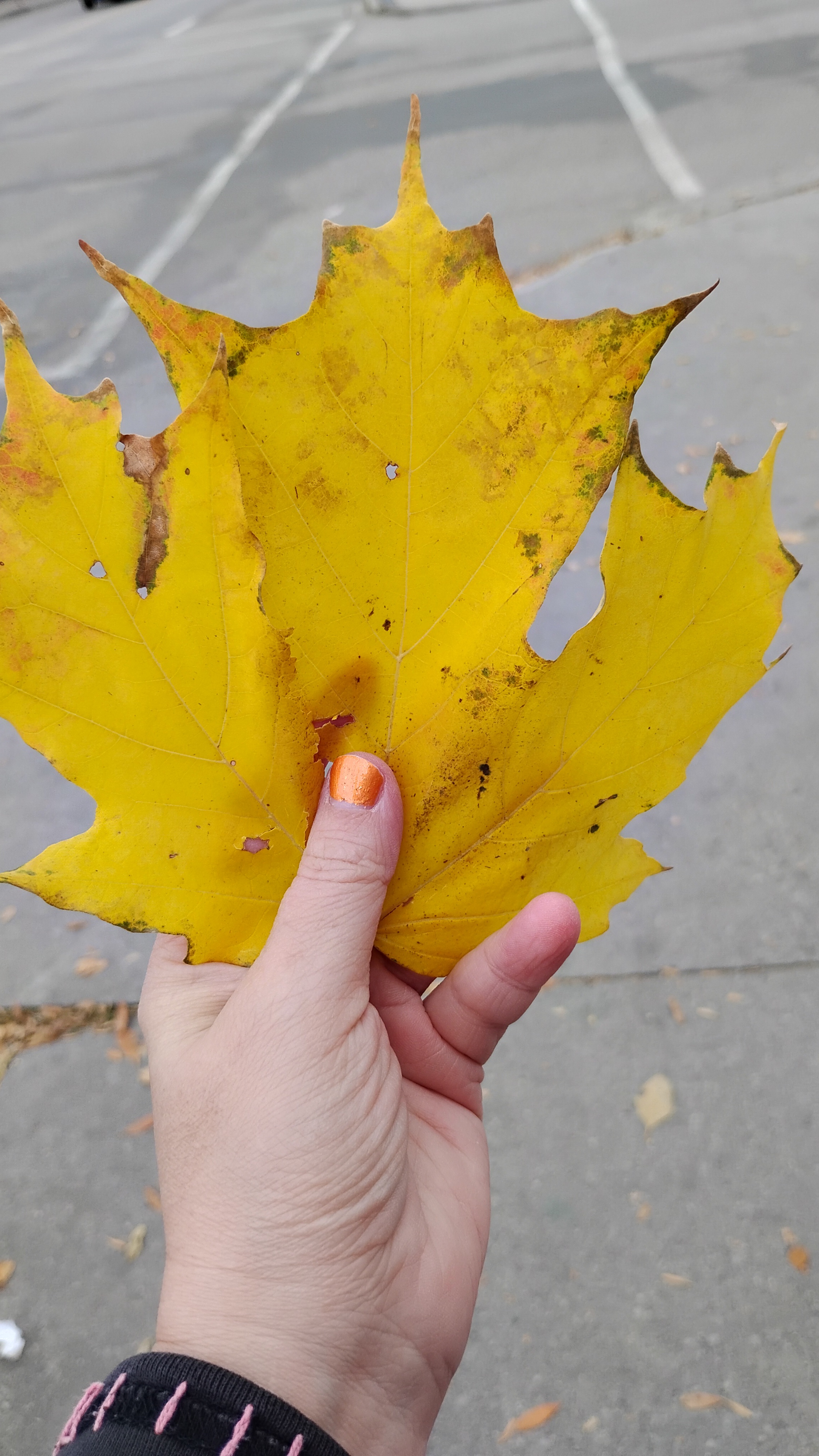 Spotted during my walk today: a delightful surprise!