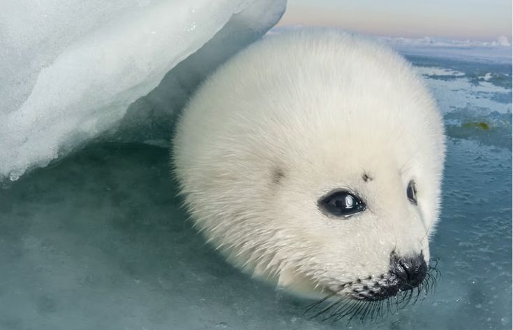 Seals Being Their Goofy Selves