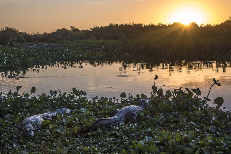A breathtaking view of Pantanal by André Dib