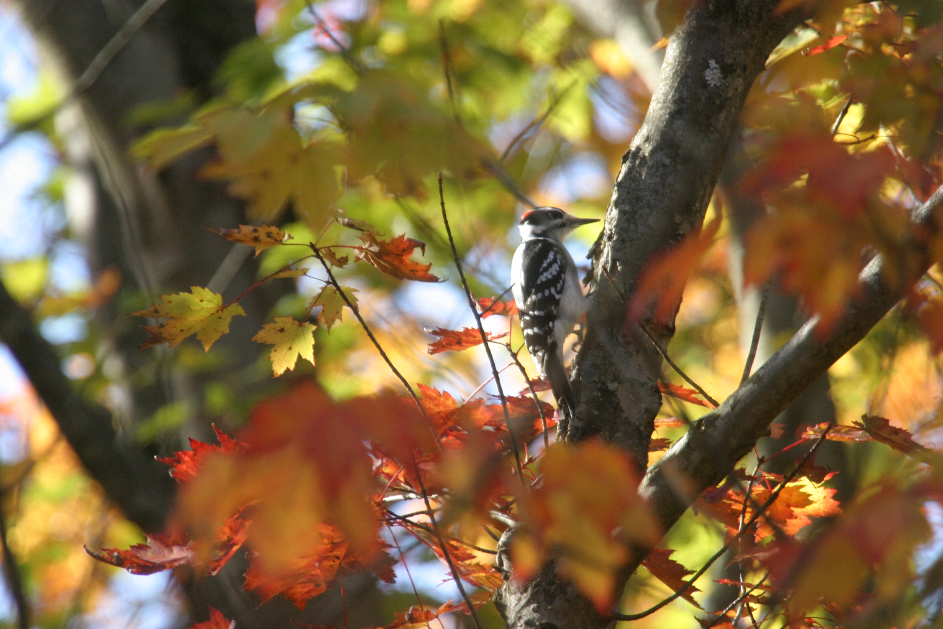 Put on your shoes, it's time to explore the great outdoors on today's nature walk!
