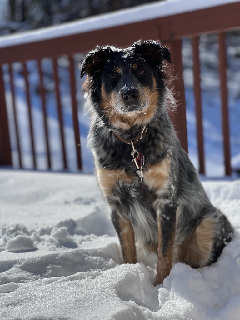 Meet Taylor, the Adorable Texas Heeler