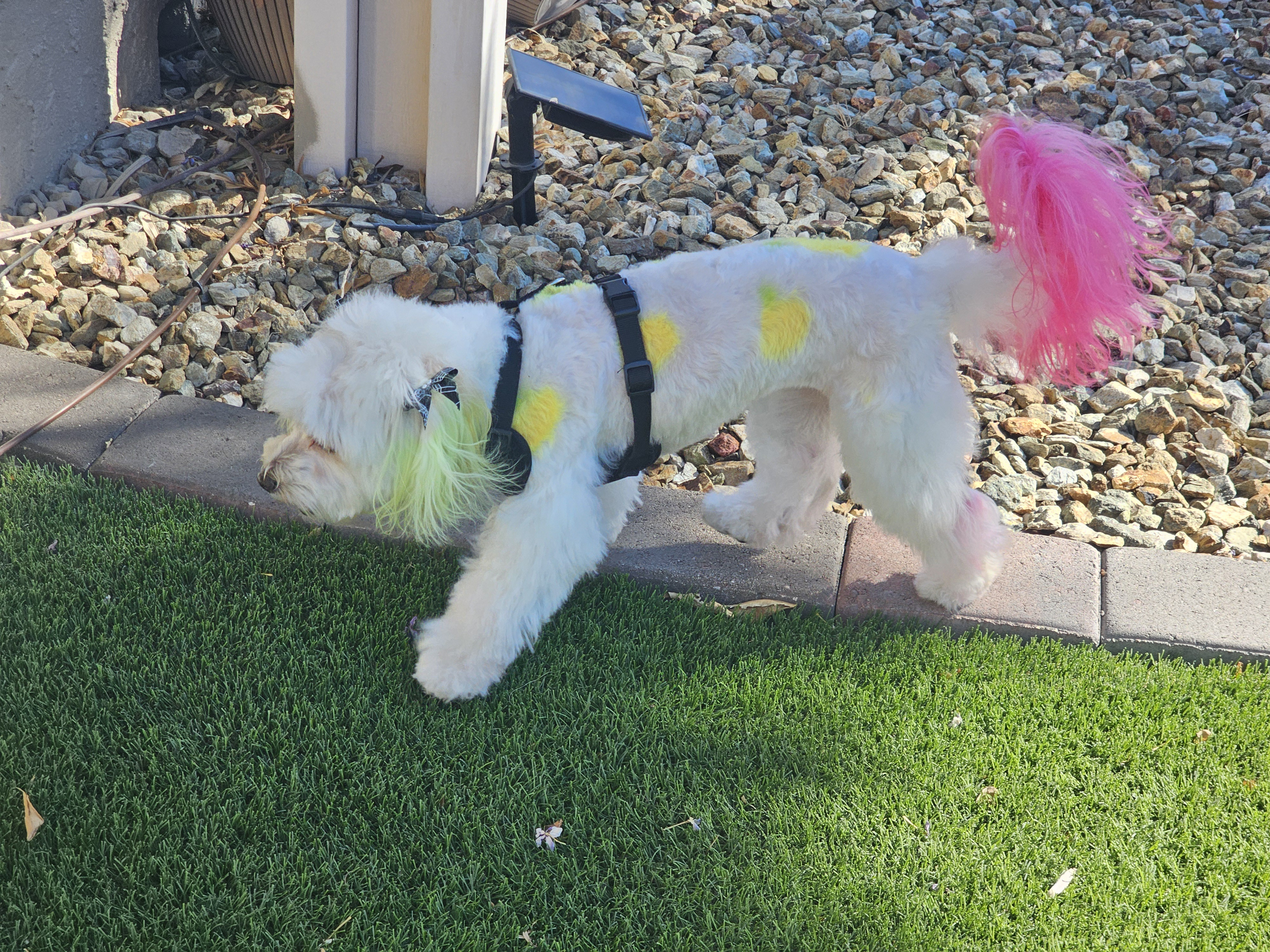 Boba's Halloween makeover: From orange to a surprising yellow!