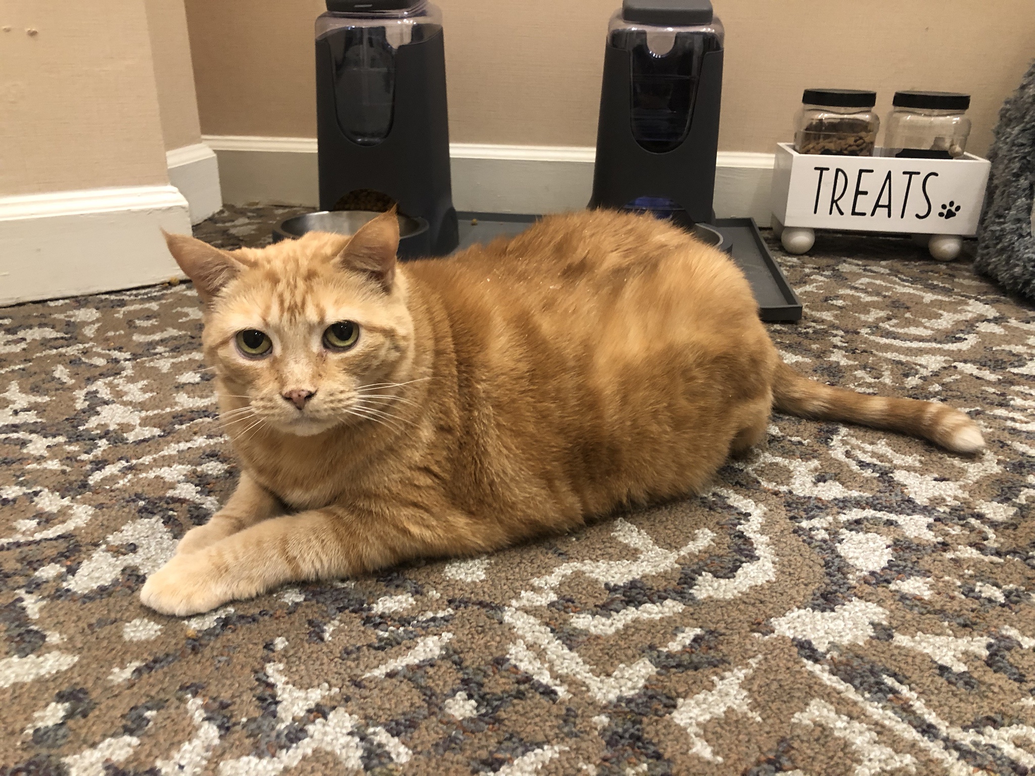 When Your Cat Gives You the Side Eye