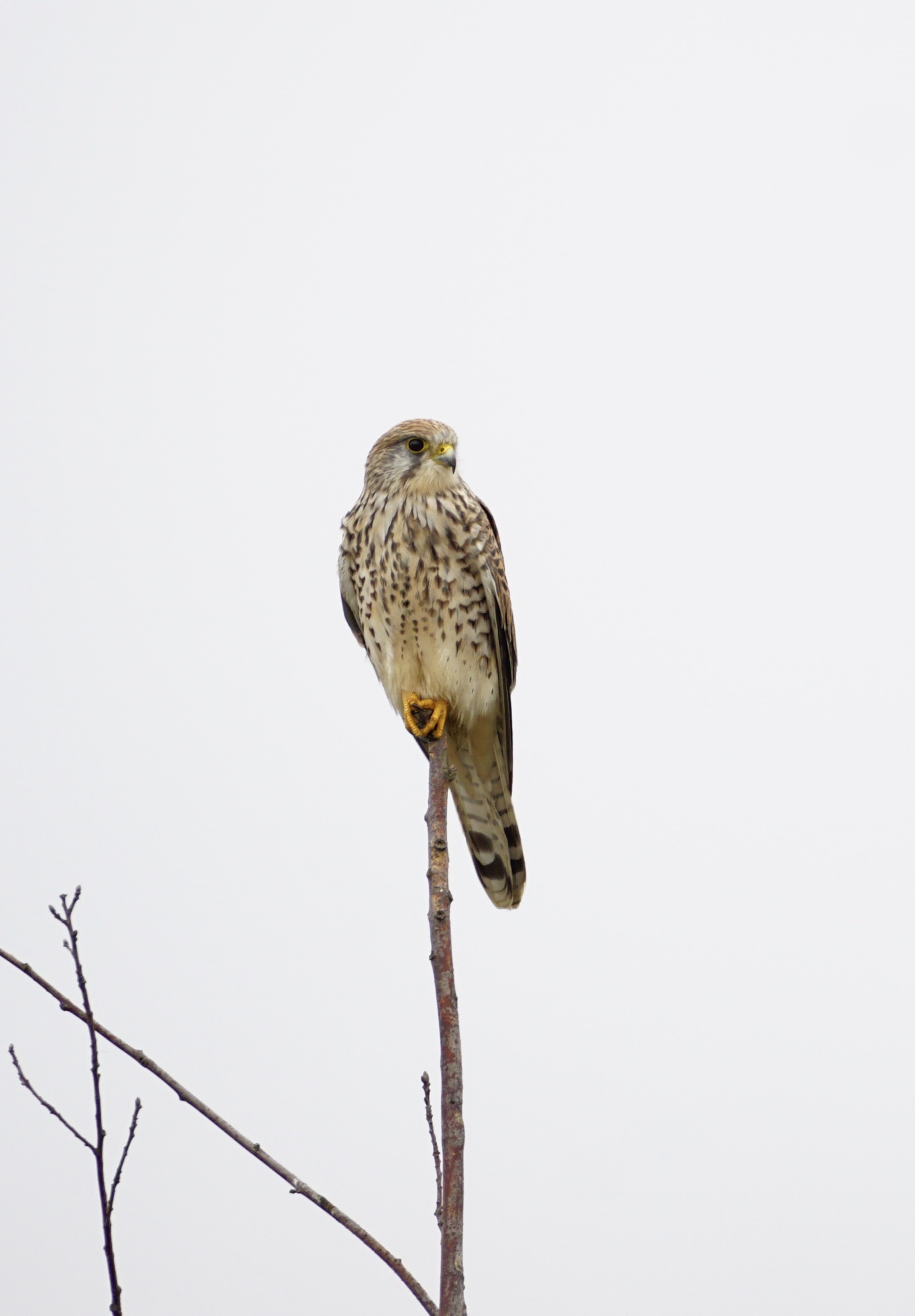 Exploring the World of Birds and Beyond