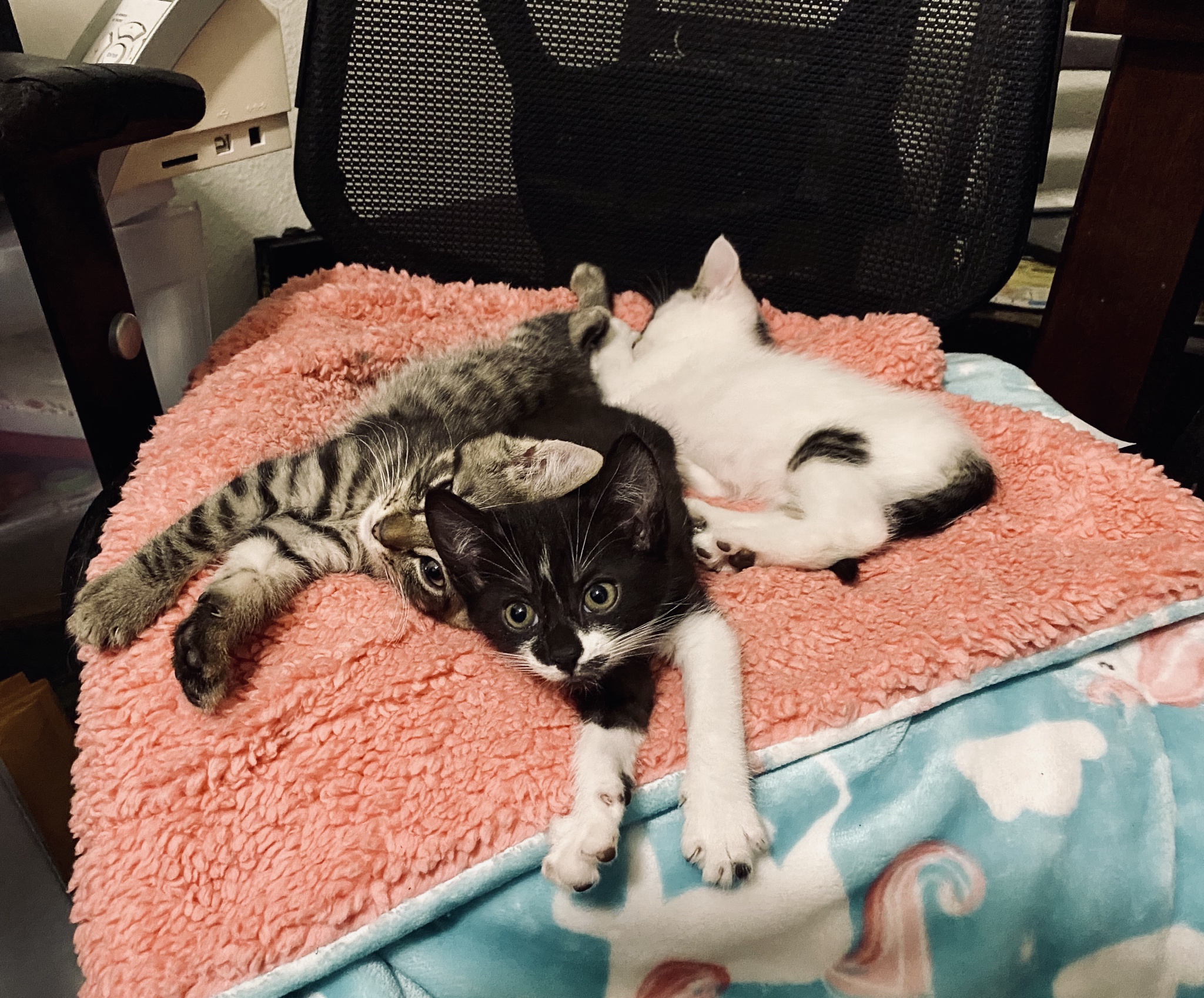 Exciting Kitten Update: Adorable Adventures Await!