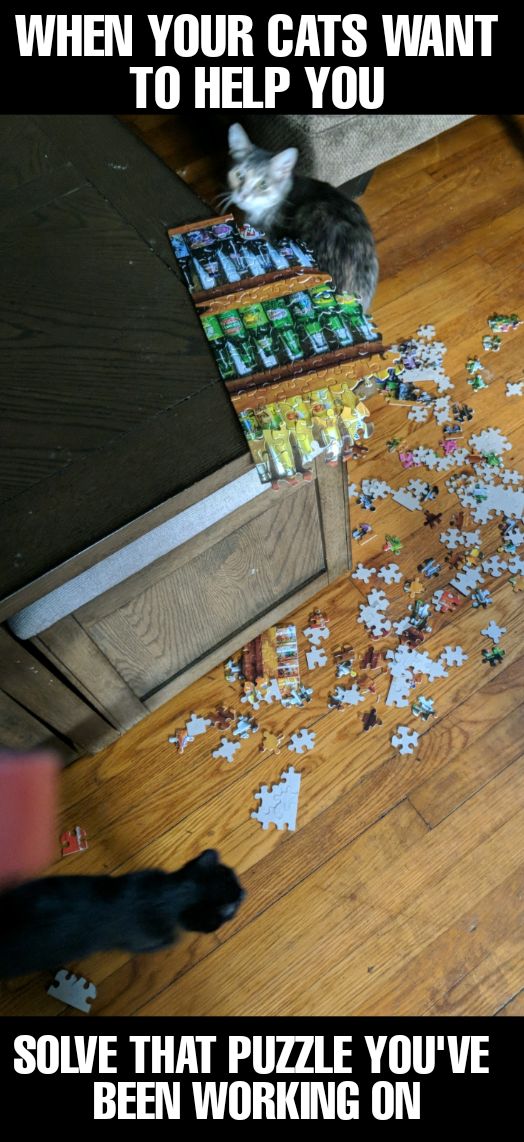 Bottom Shelf Cat Shenanigans: No Litter Box Required