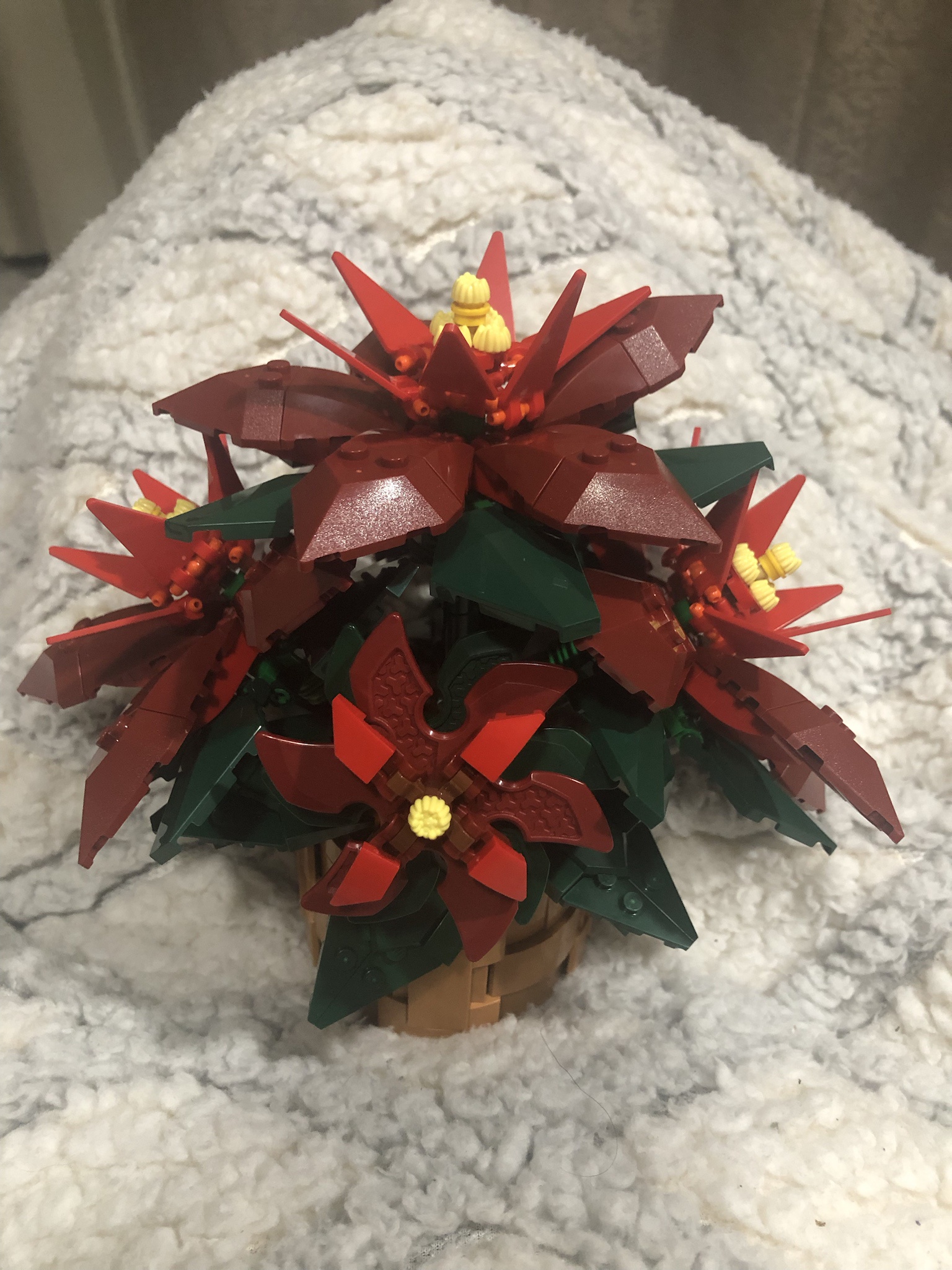 The Beauty of Poinsettias