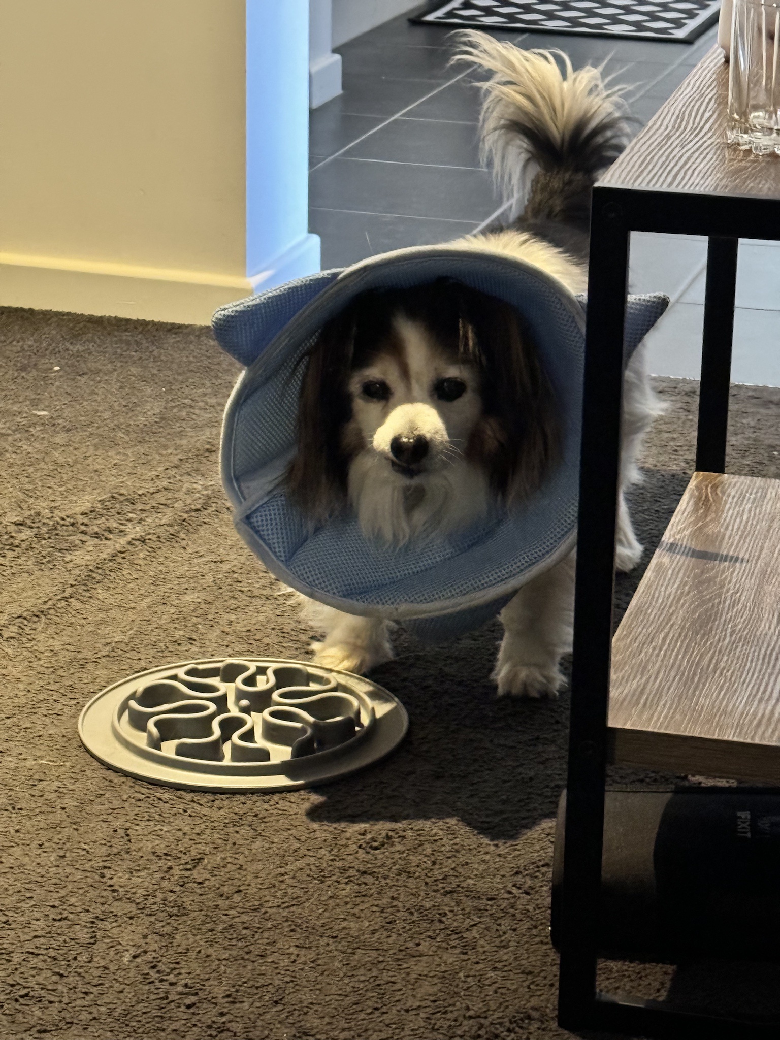 Daily dose of my adorable dog Panko!