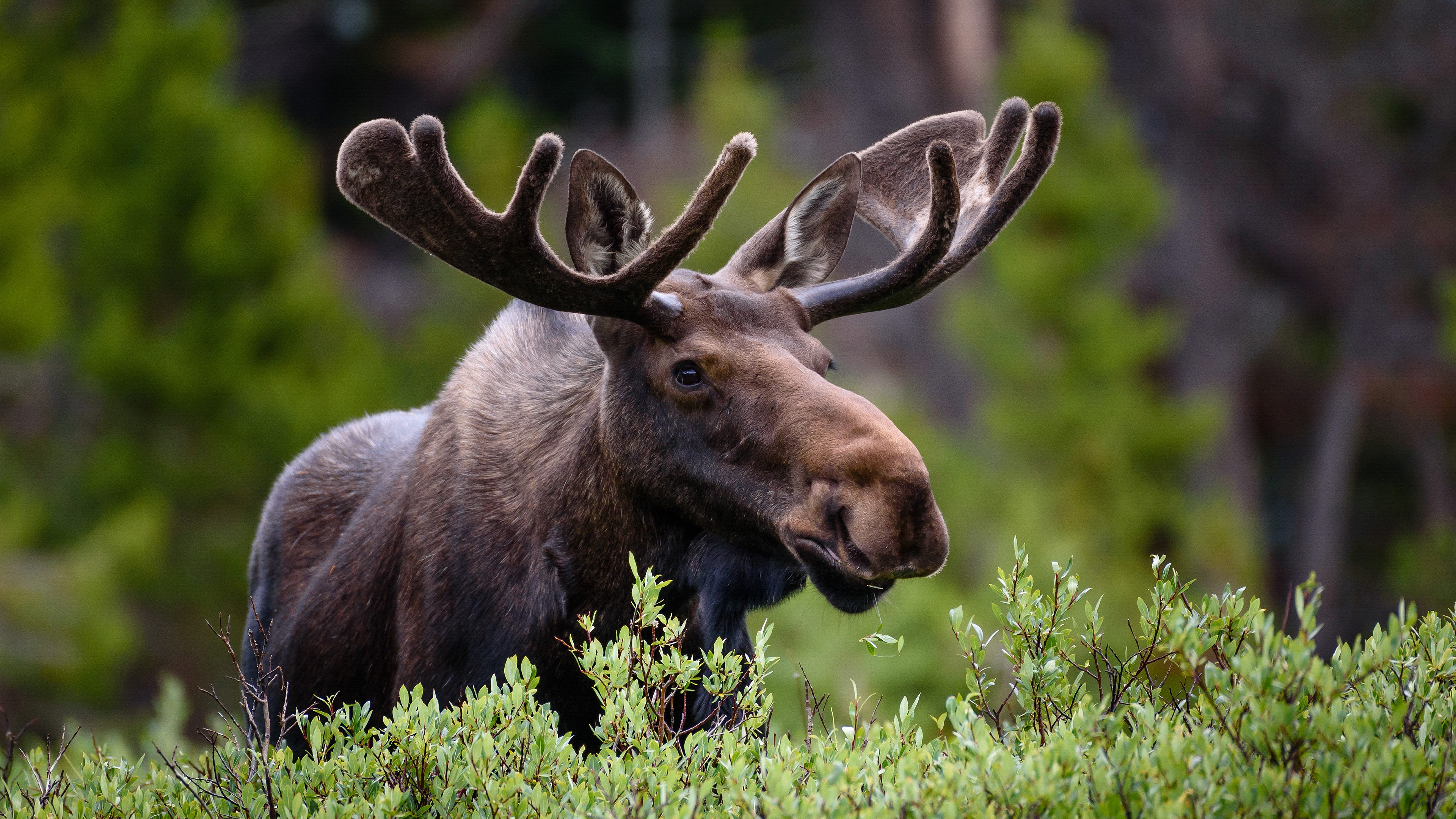 Majestic Moose Roaming the Mountainous Wilderness