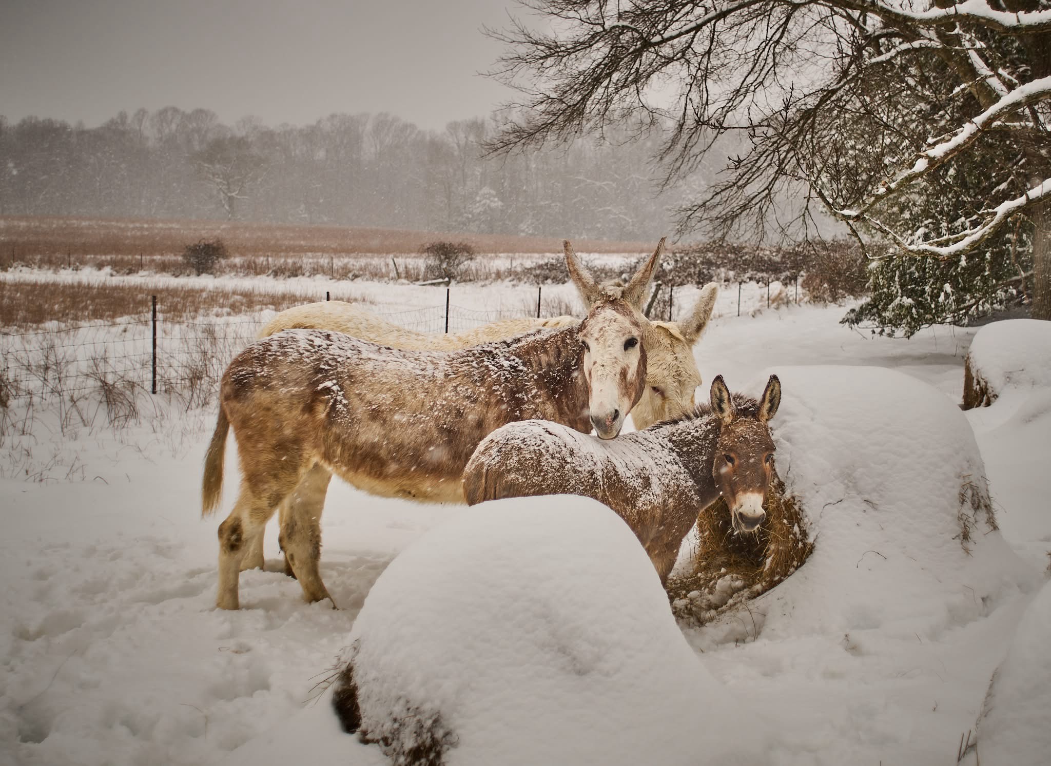 Donkeys Enjoying a Winter Wonderland