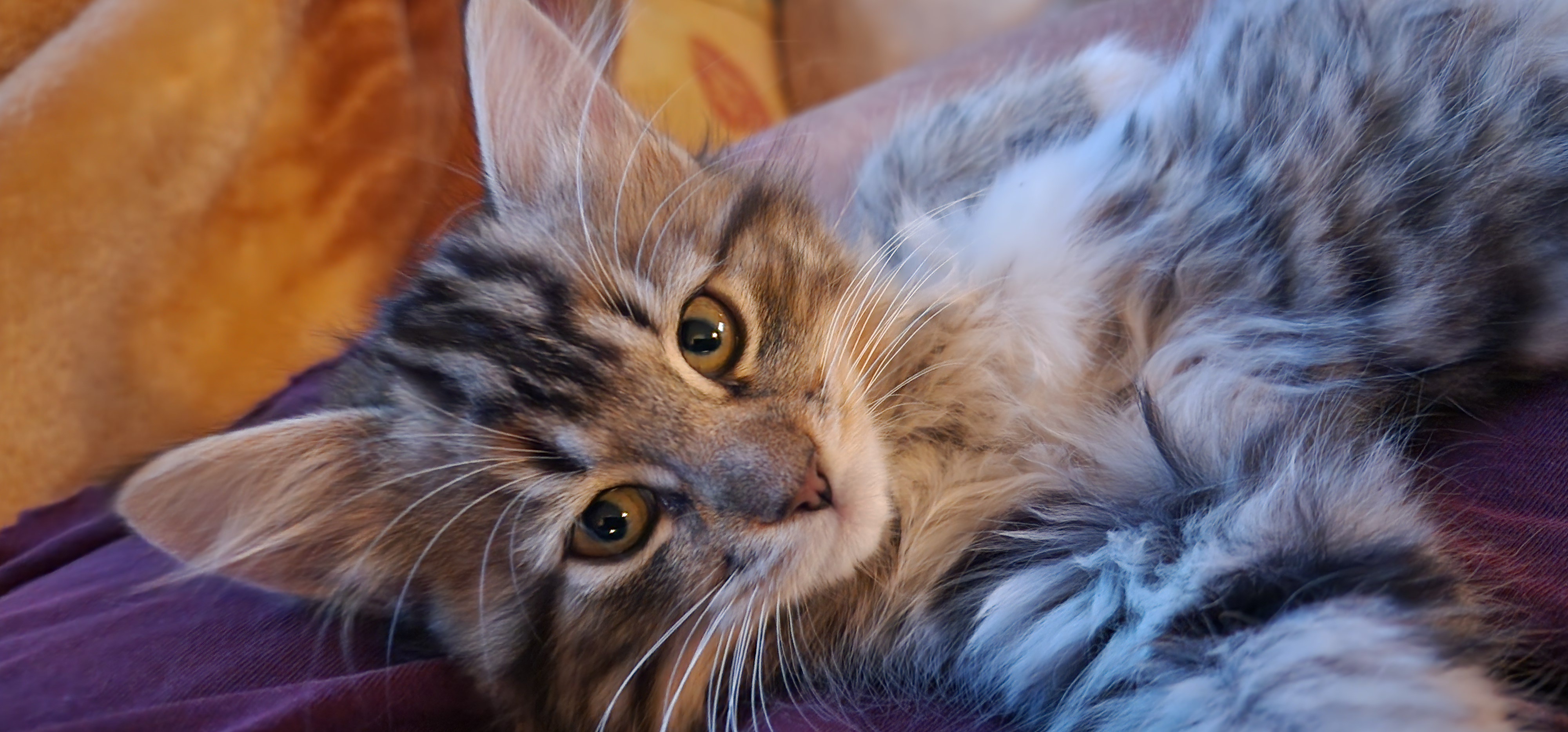 Sending Caturday joy from the kittens