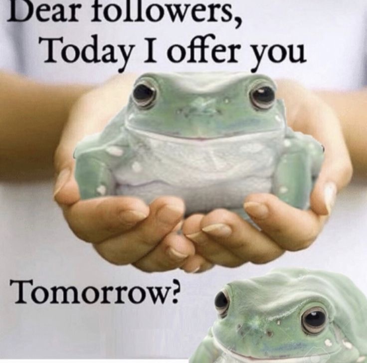 Frog-Themed Wednesday: A Whimsical Collection of Amphibian Fun