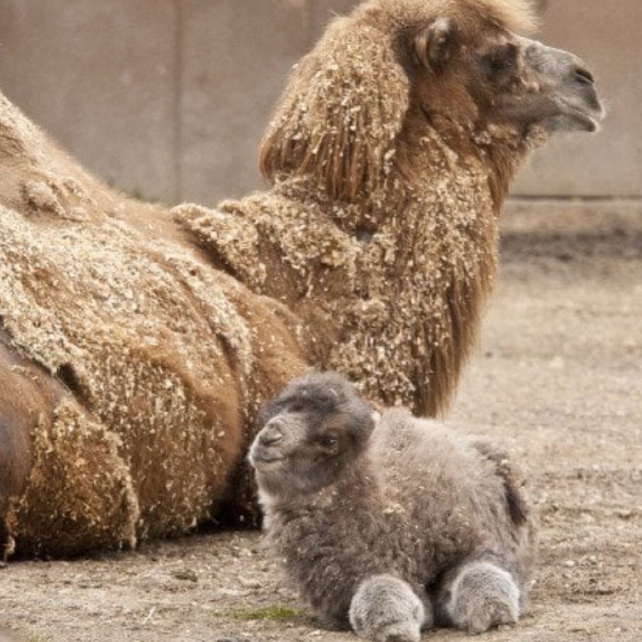 Have You Ever Spotted a Baby Camel?