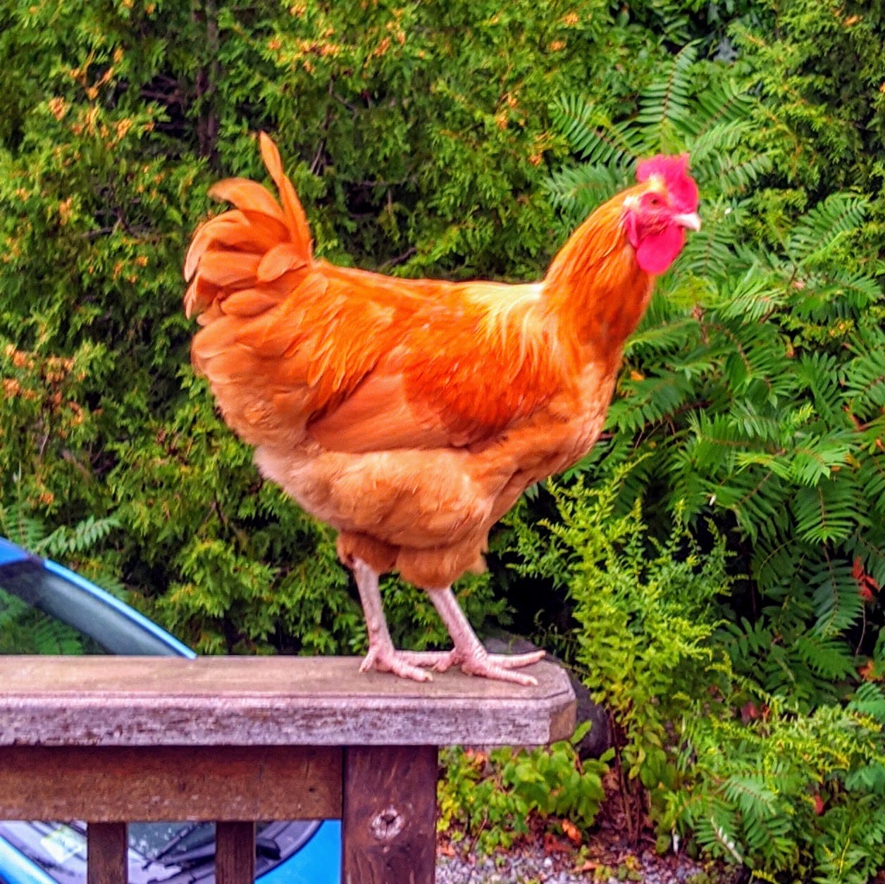 Meet Sandy, the Brave Rooster Who Fought Off All Threats—Except One
