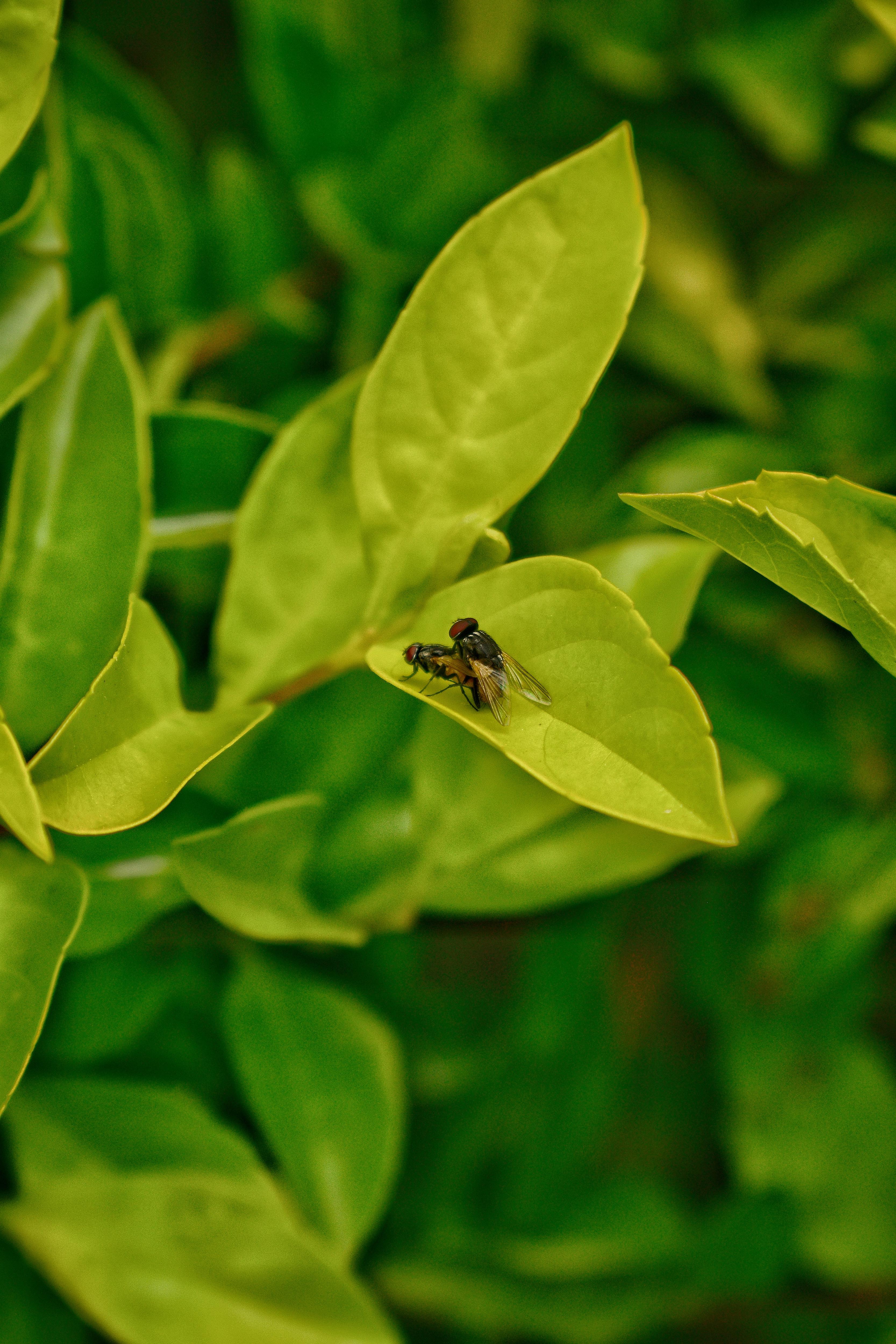 Two Houseflies Living Their Best Life