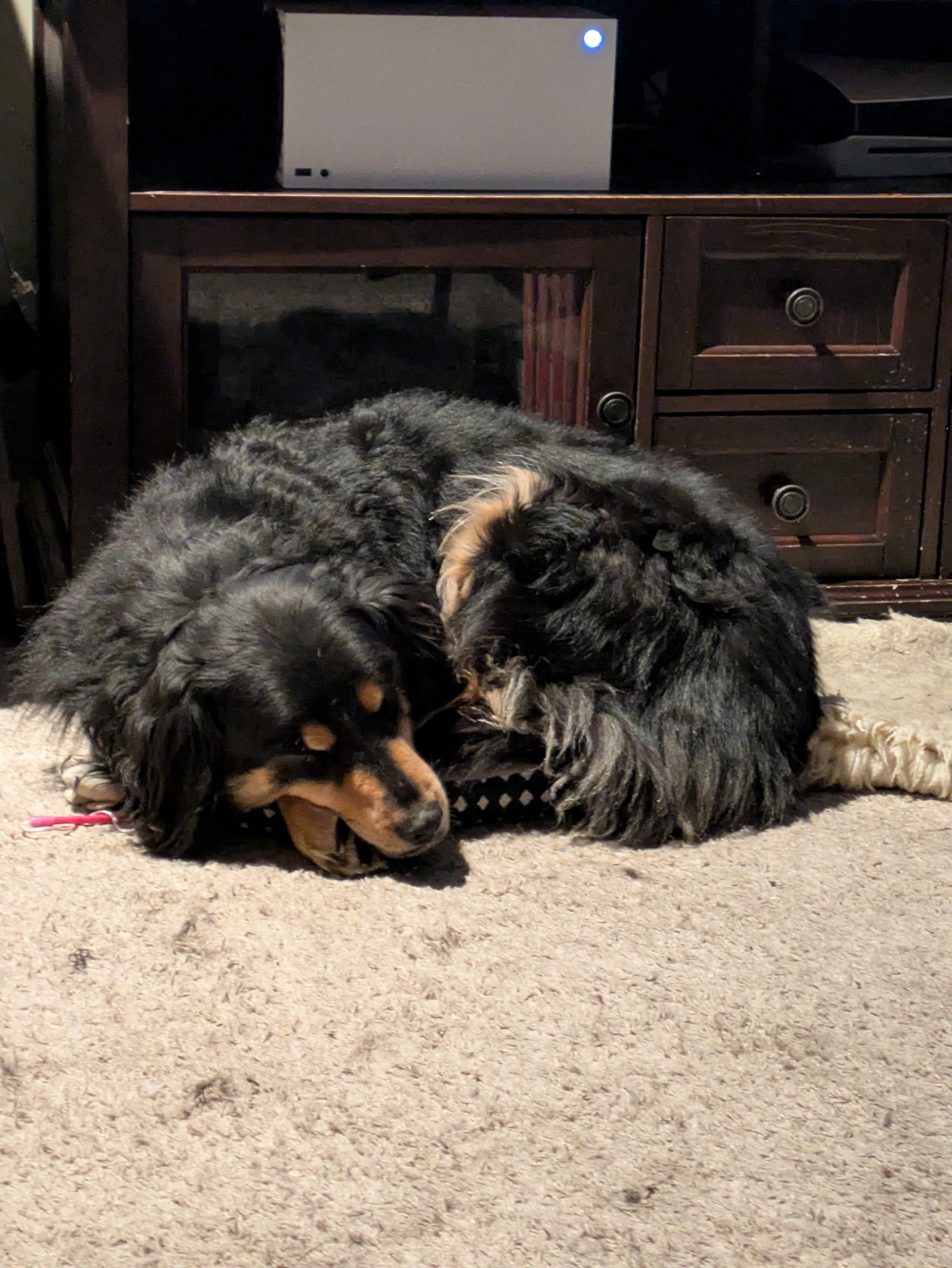 The Dog Who Believes She's a Cat: I Fits, I Sits