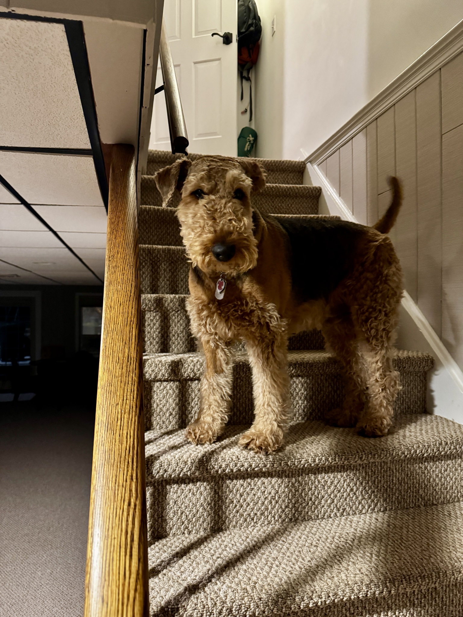 Meet Franklin, the Charming Airedale