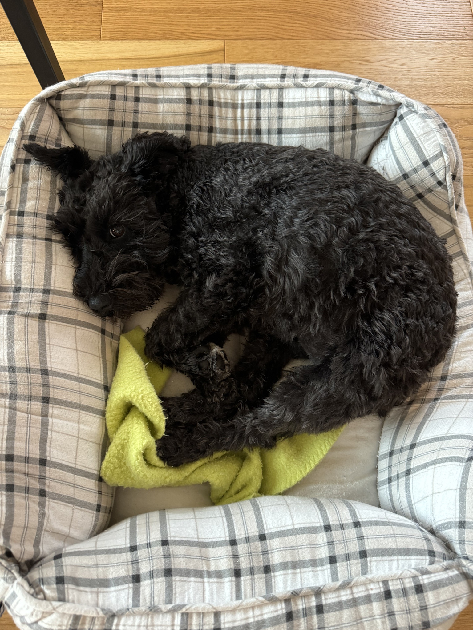 Your Daily Dose of Olive: Fresh and Flavorful!