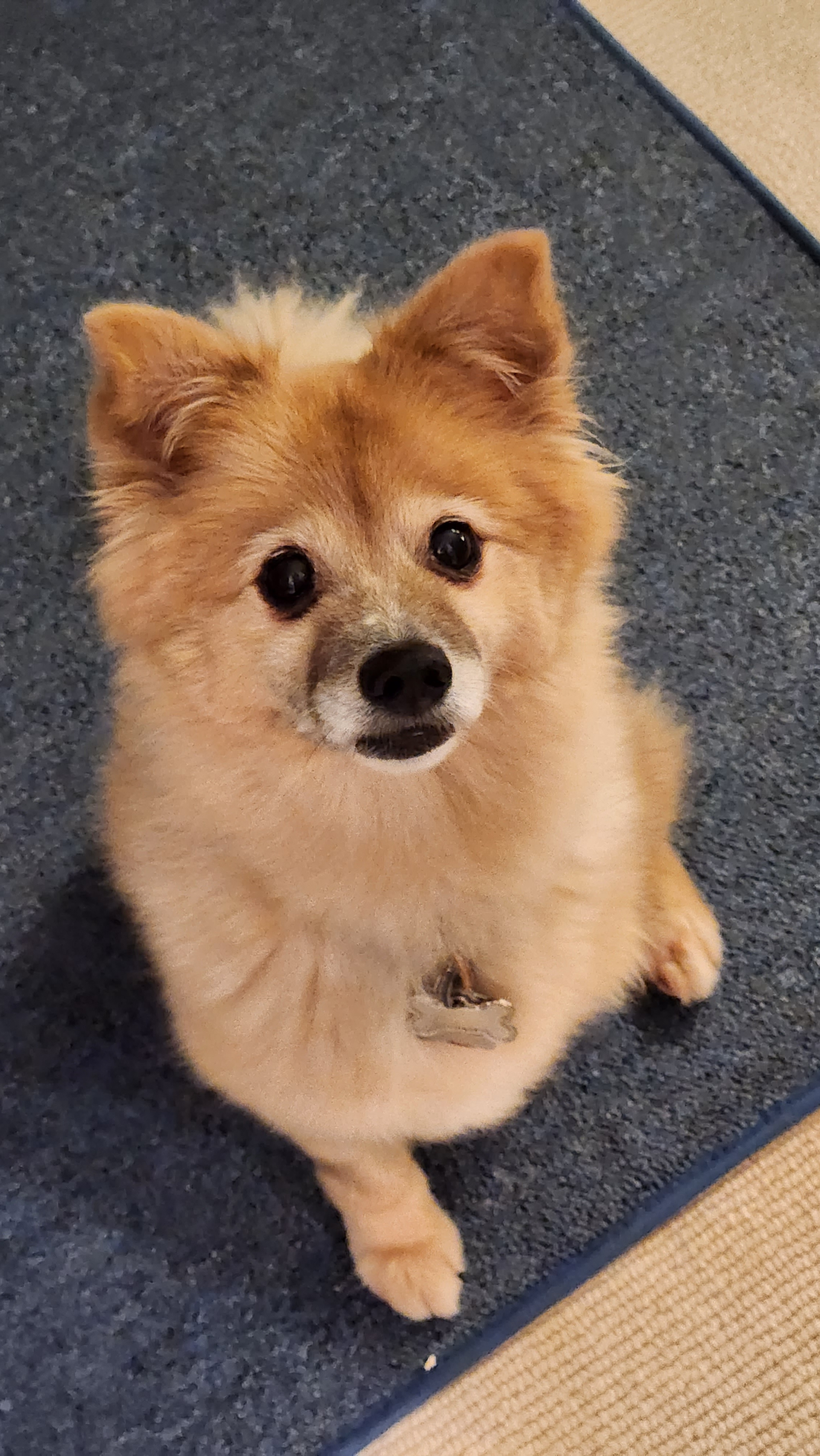 Celebrating My Cake Day and Laika's Birthday!