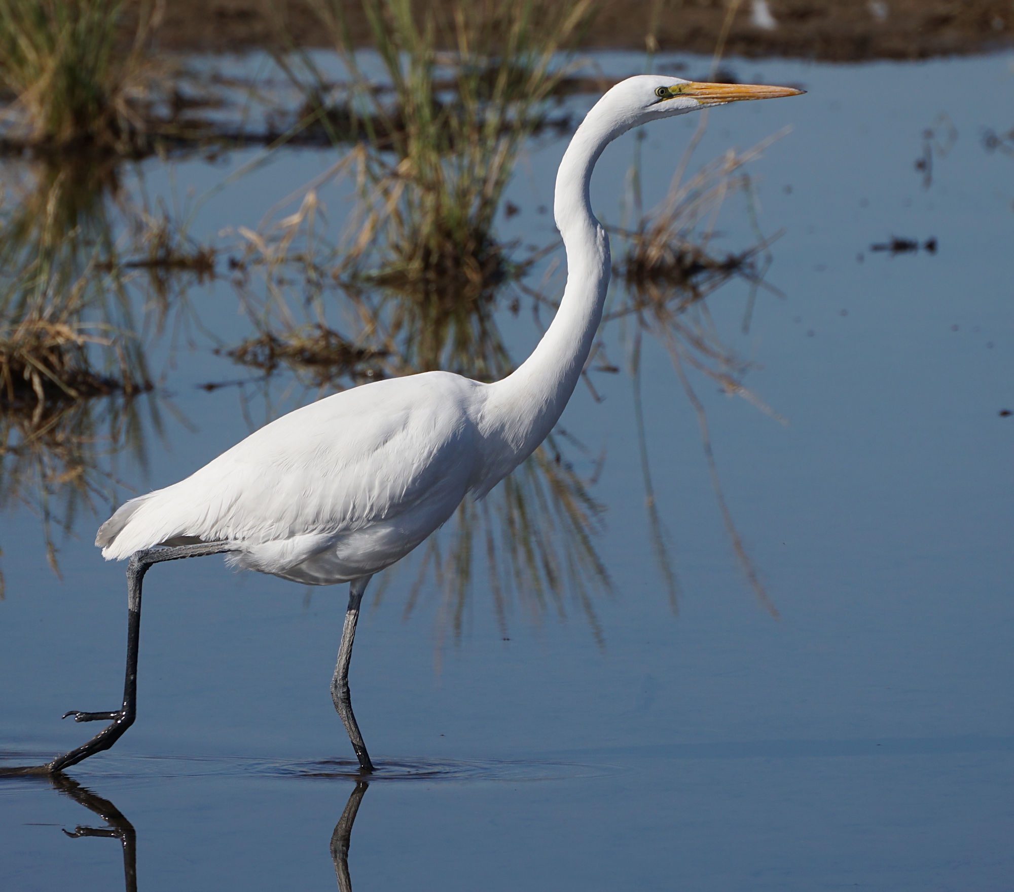 The Mysterious Dance of the Egret