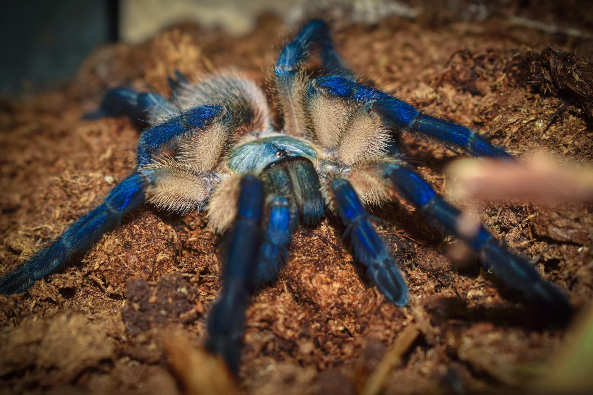 Meet the Monocentropus Balfouri: The Blue Beauty of the Arachnid World