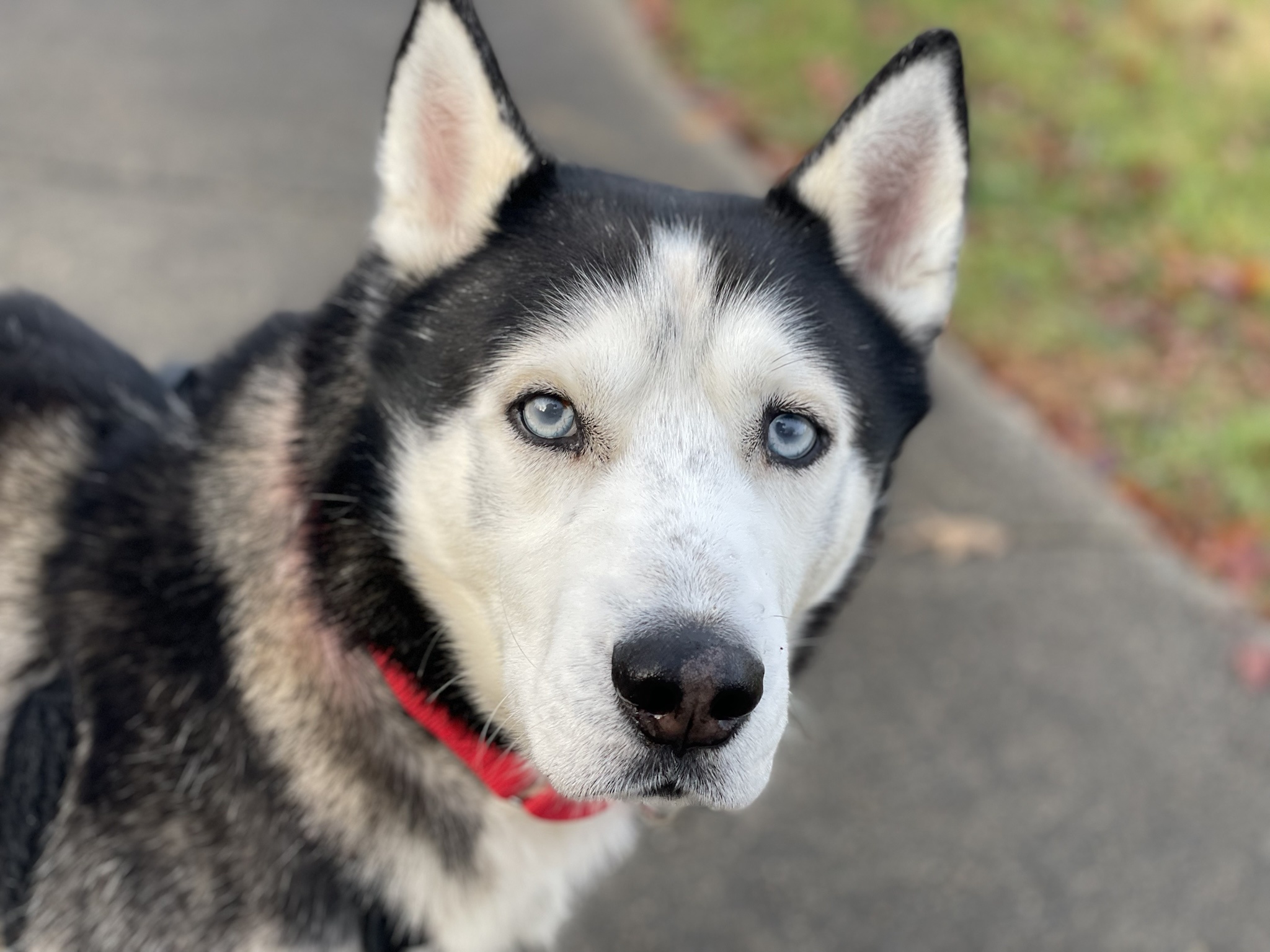 Introducing Sal: The Star of the Show