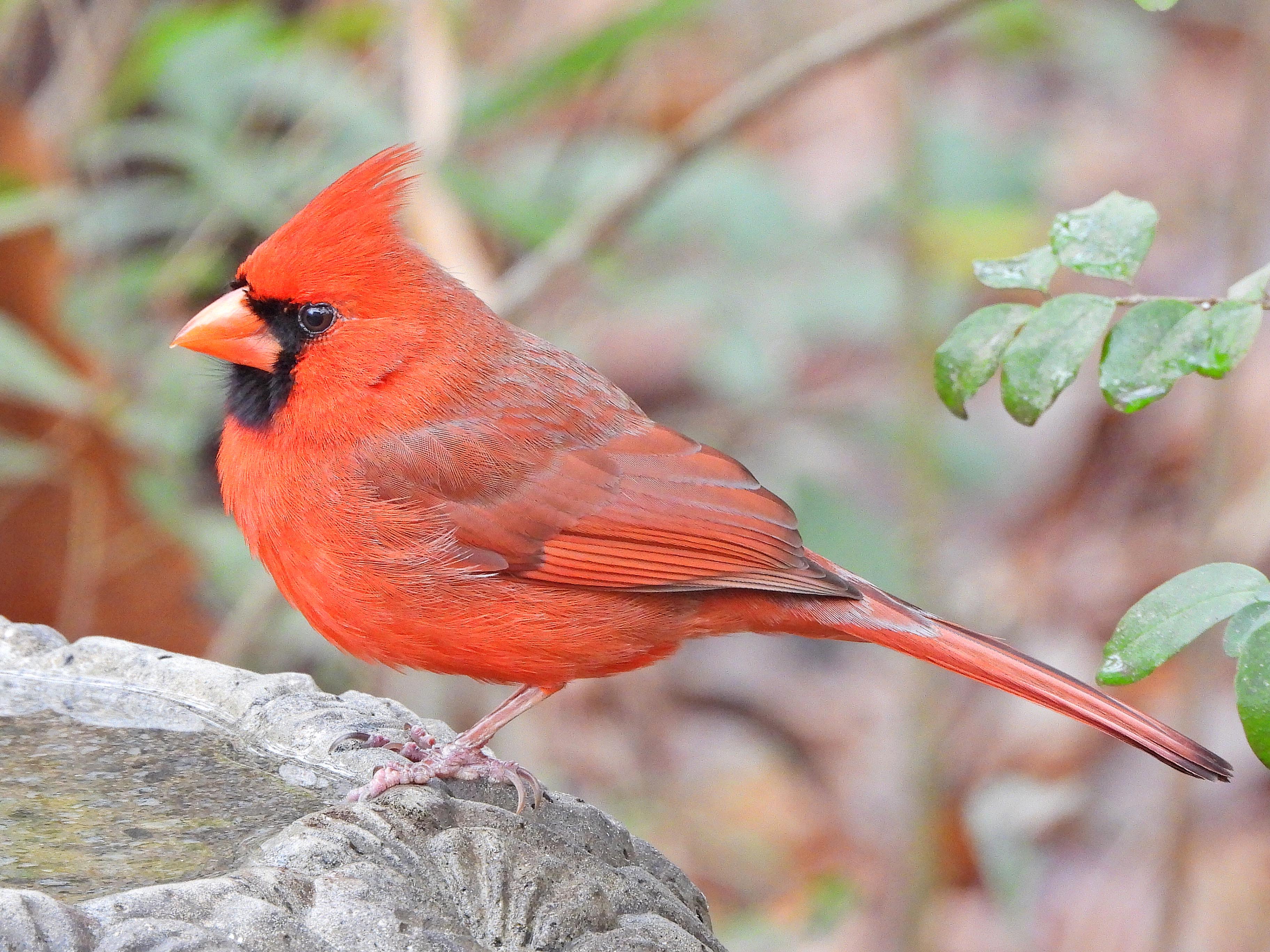 The Vibrant Northern Cardinal Spotted in Summerville, SC