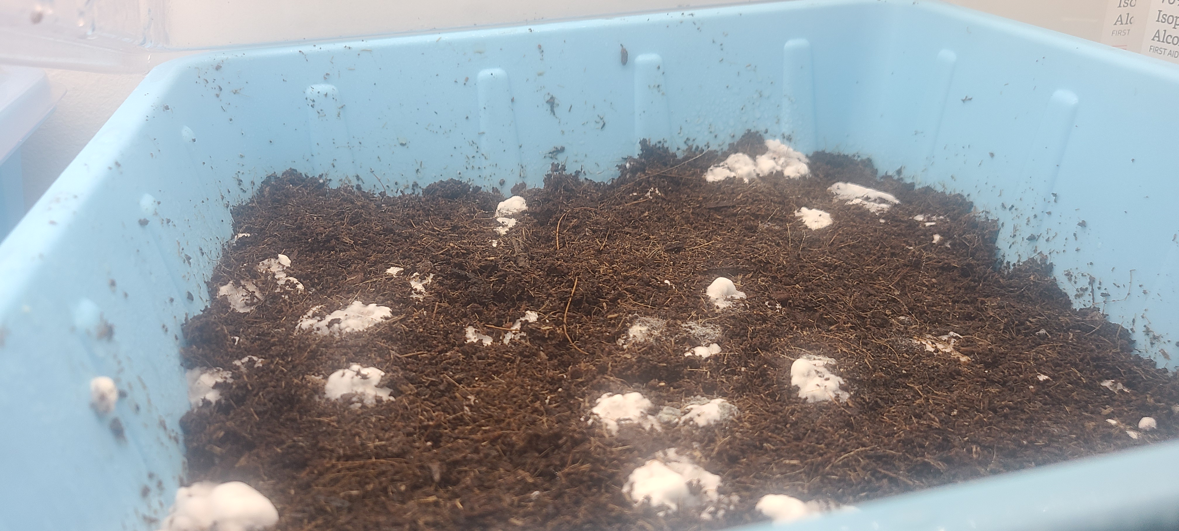 Making Progress: Is it Time for Fae? Any Issues to Address?